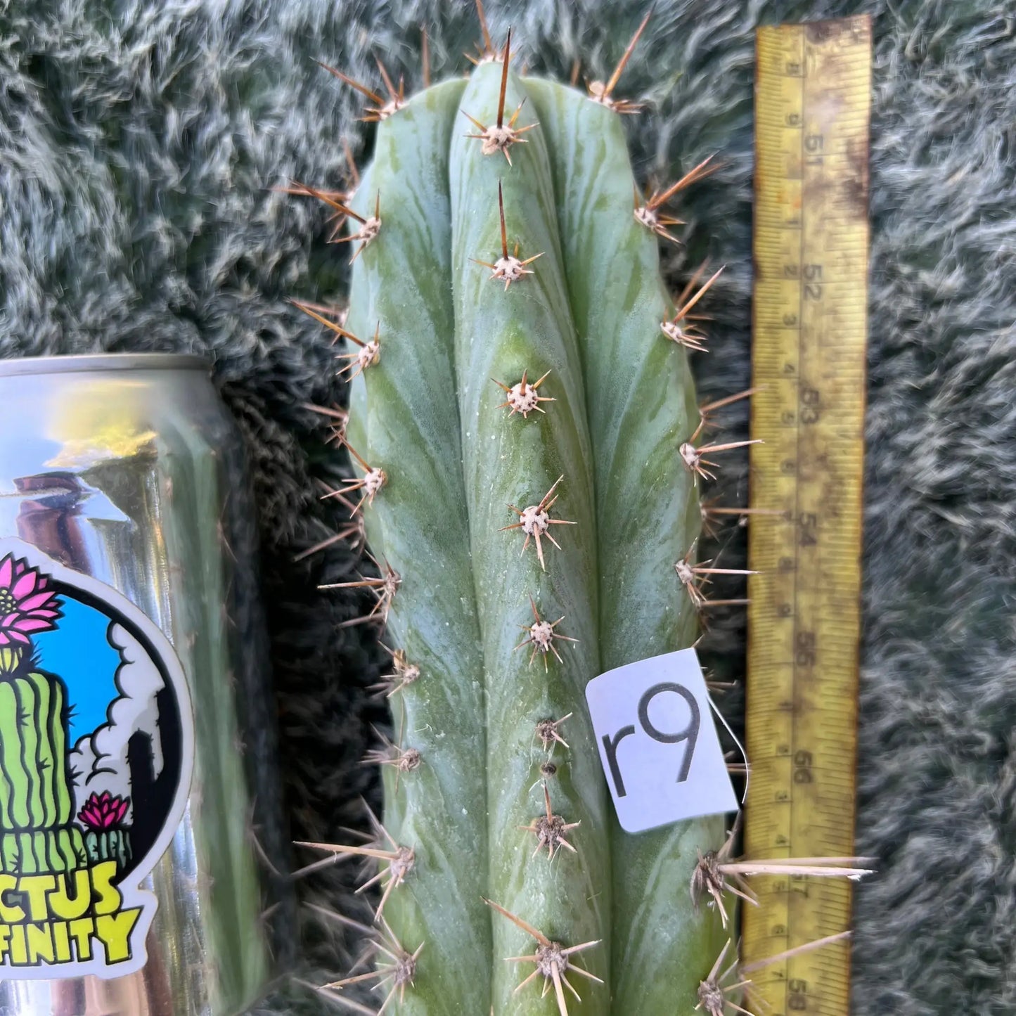 Los Gentiles - r9 9” tip cut - live cactus plant