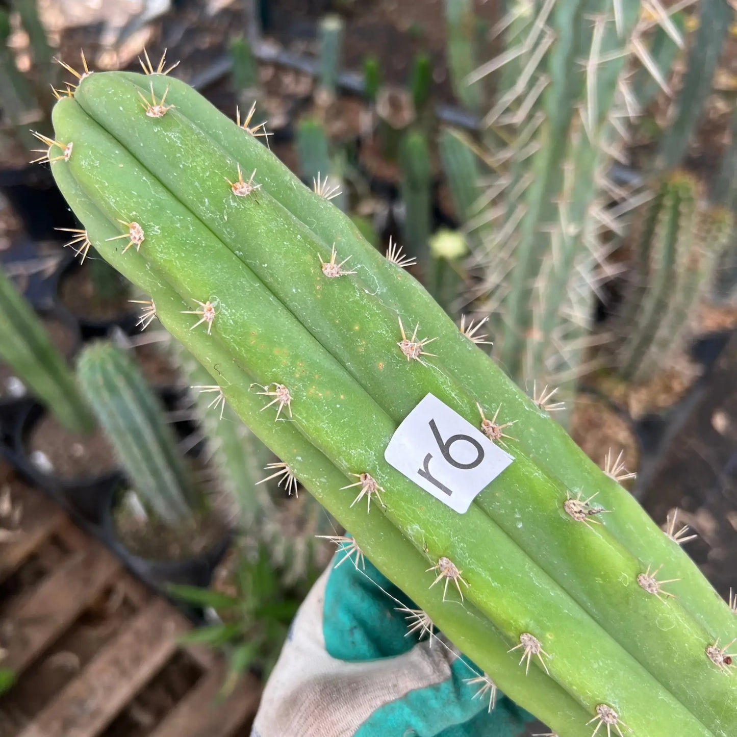 Lounge Lizard - r6 14” tip cutting - live cactus plant