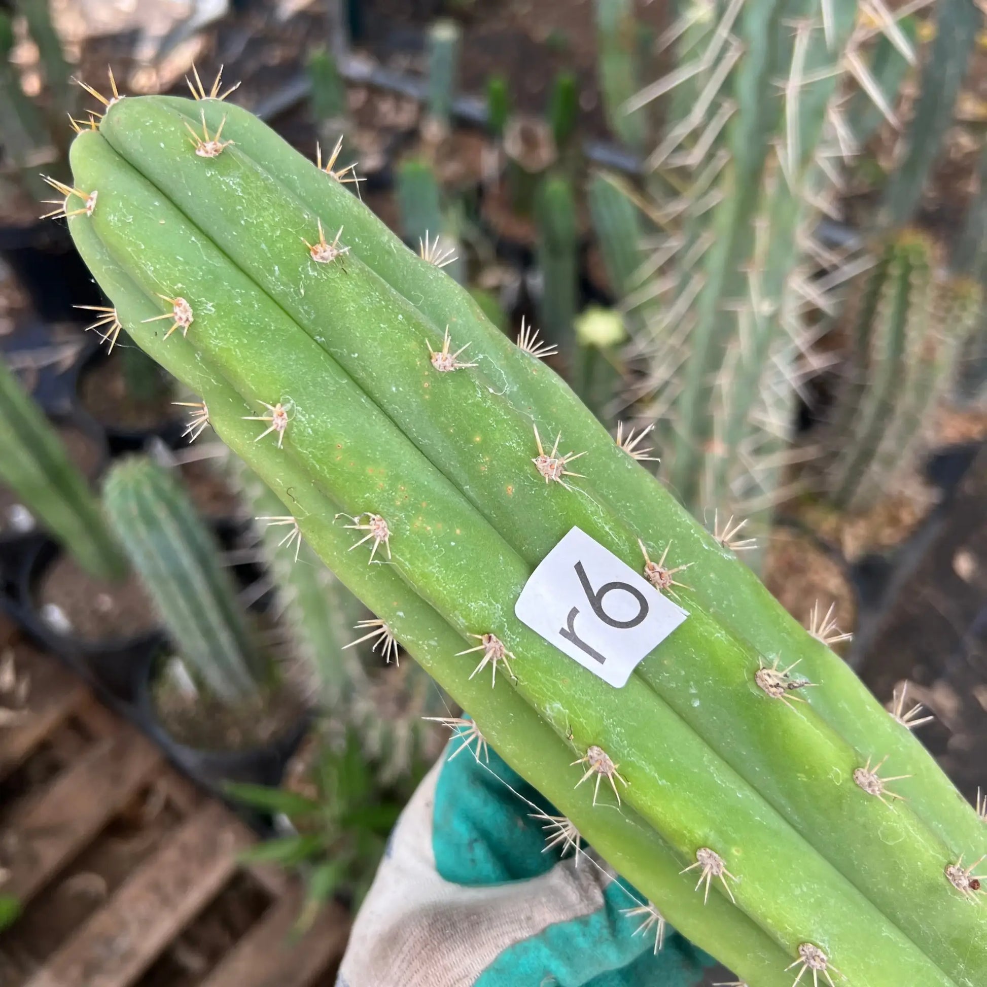 Lounge Lizard - r6 14” tip cutting - live cactus plant