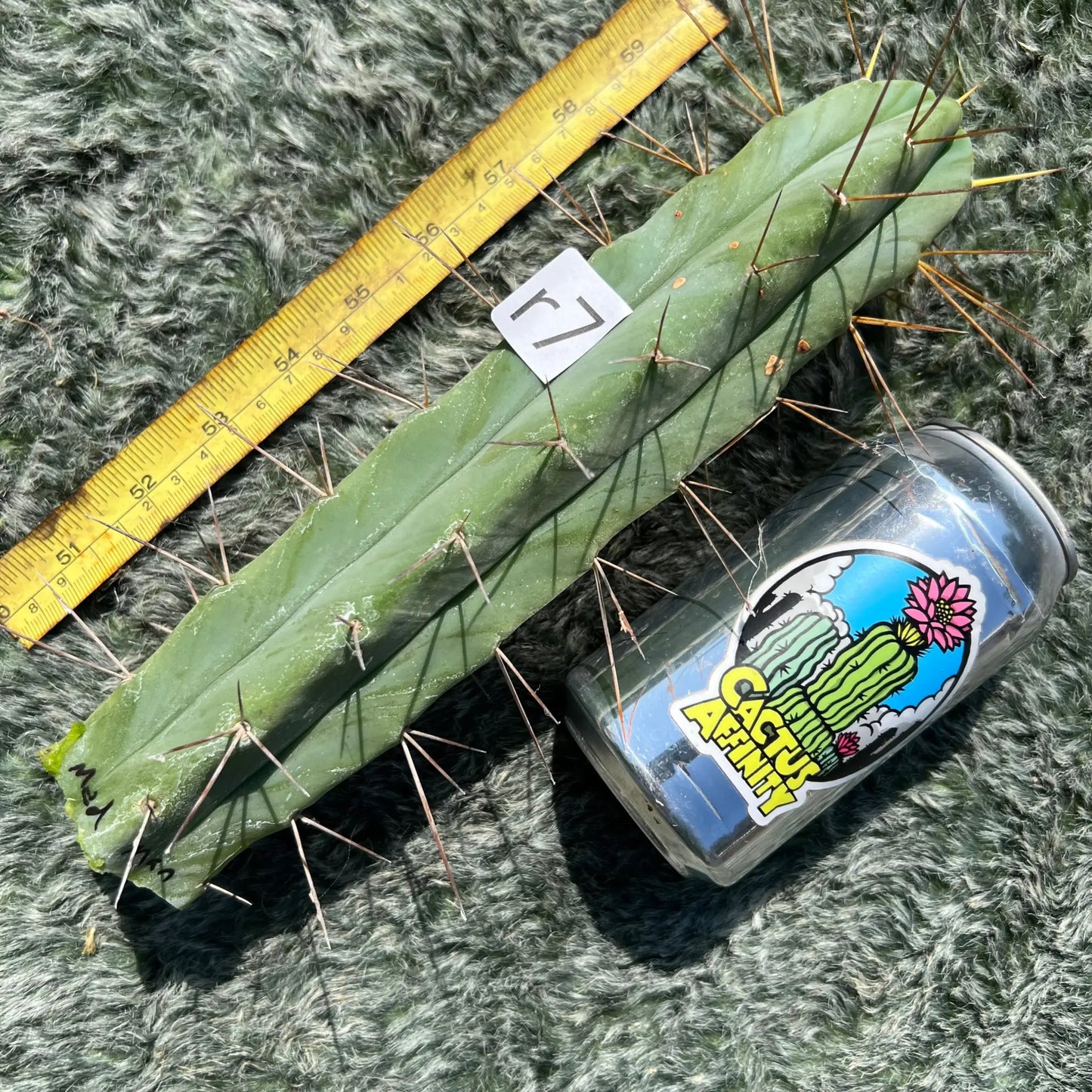 M-Man - r7 10” tip cut - live cactus plant