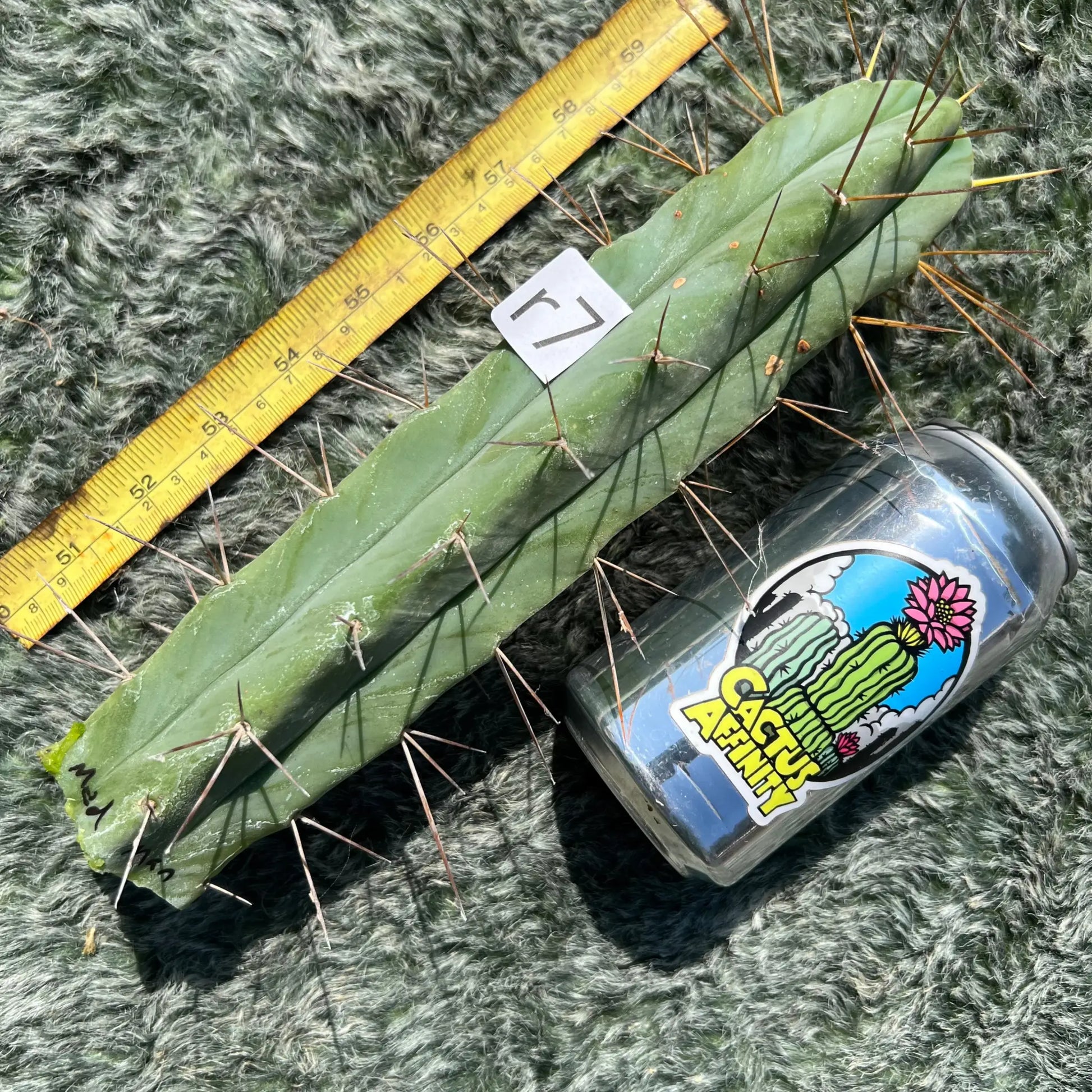 M-Man - r7 10” tip cut - live cactus plant