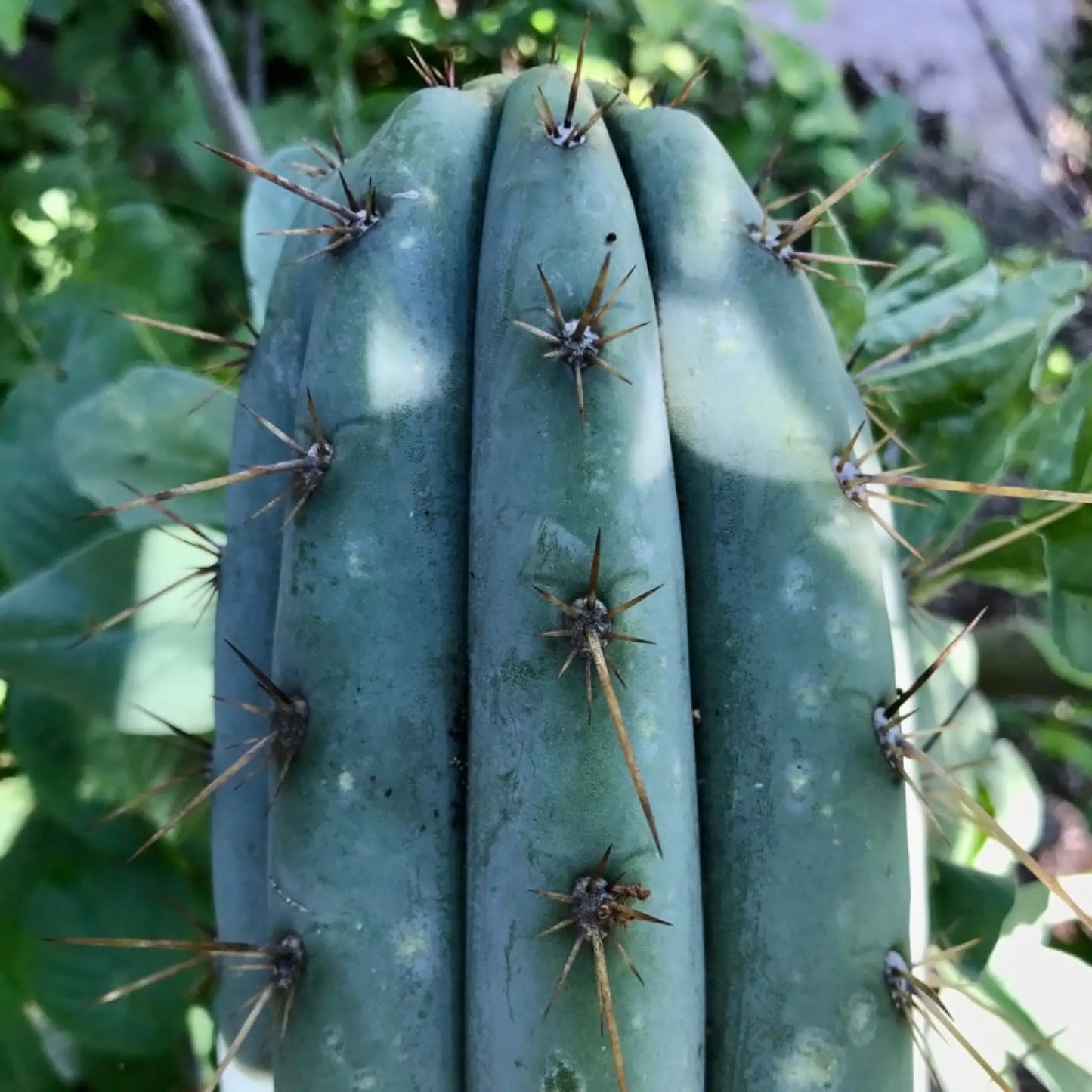 macro JS32 - c9 10” tip cut - live cactus plant
