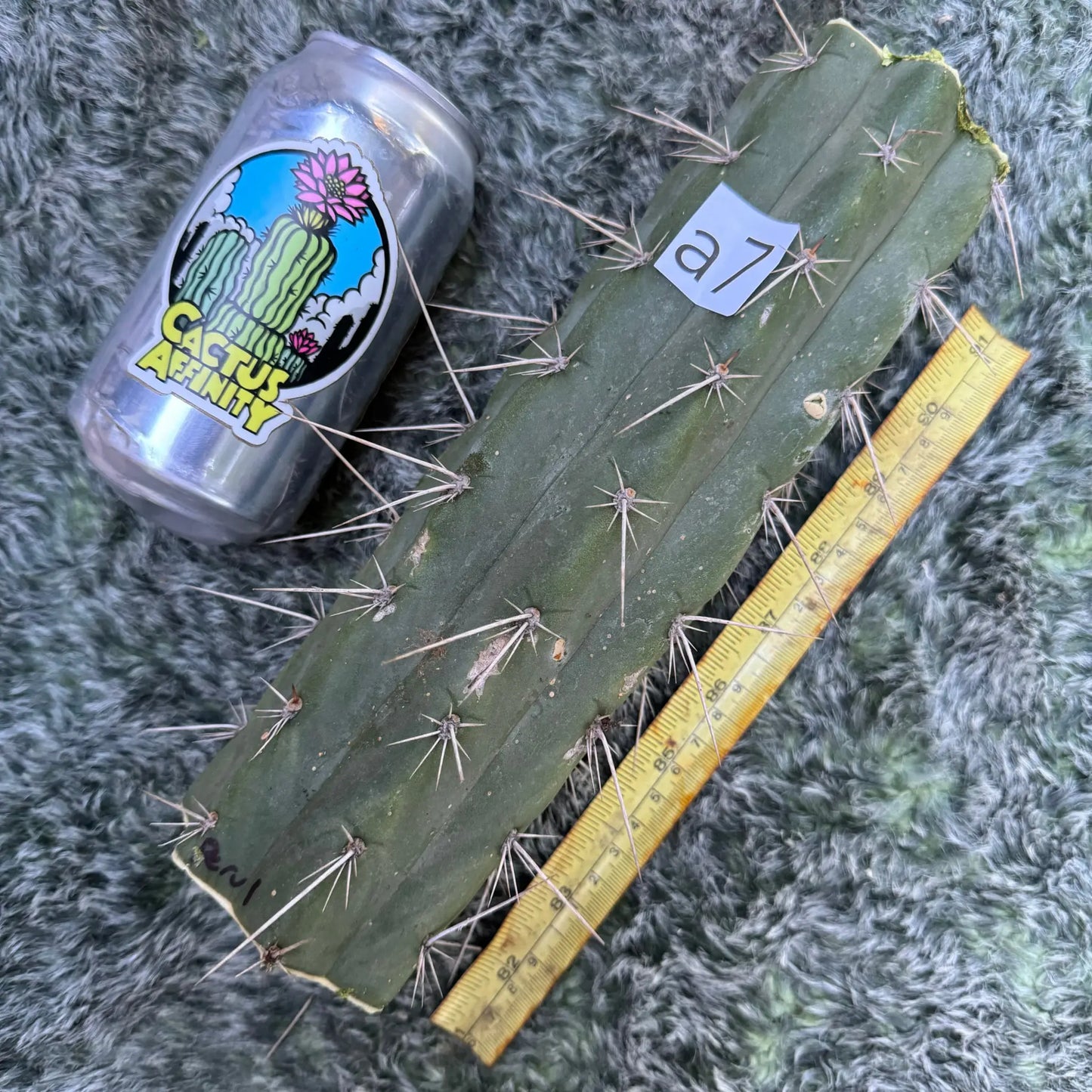 Misplant’s peru1 - a7 10” center cut - live cactus plant