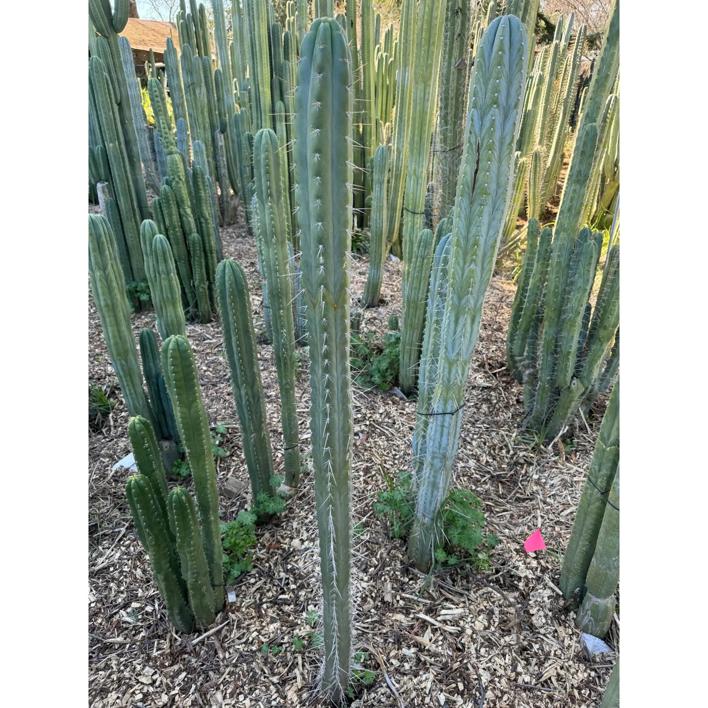 Misplant’s peru1 - a7 10” center cut - live cactus plant