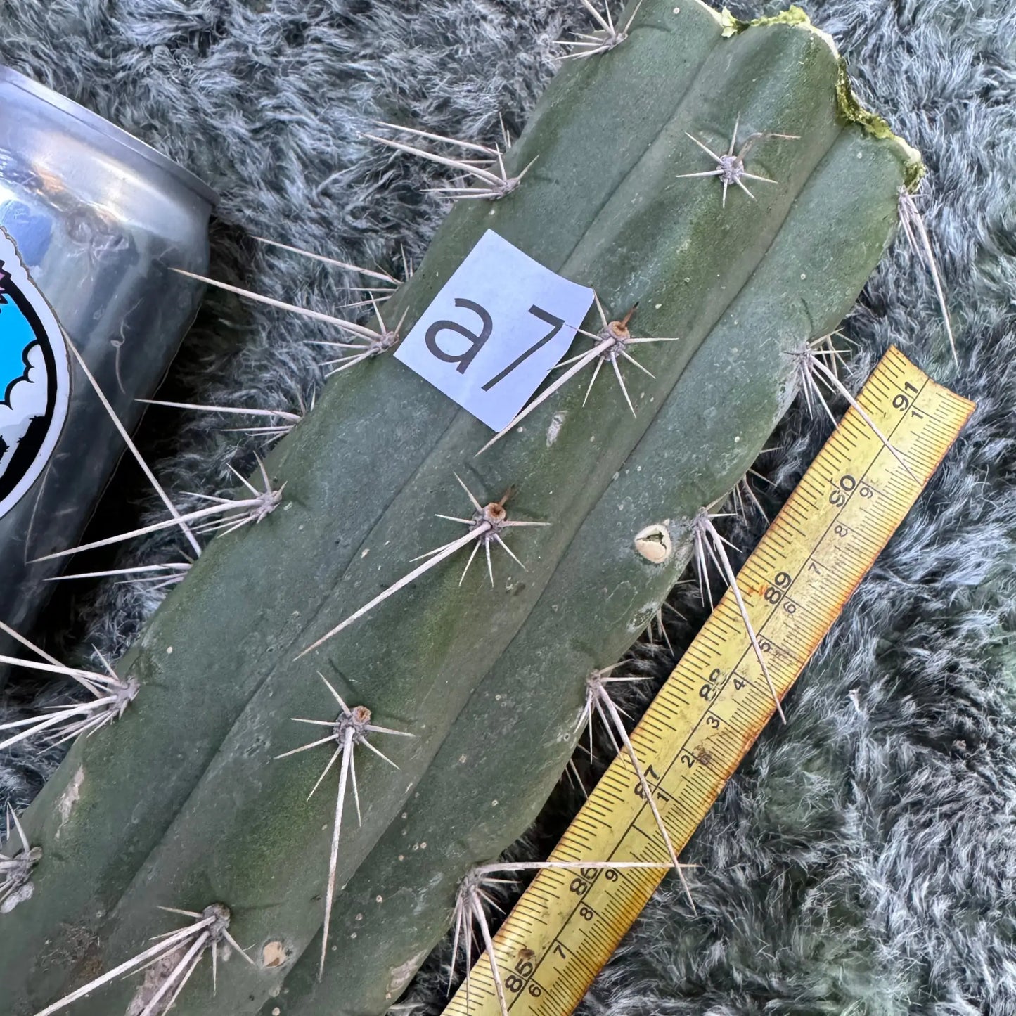 Misplant’s peru1 - a7 10” center cut - live cactus plant
