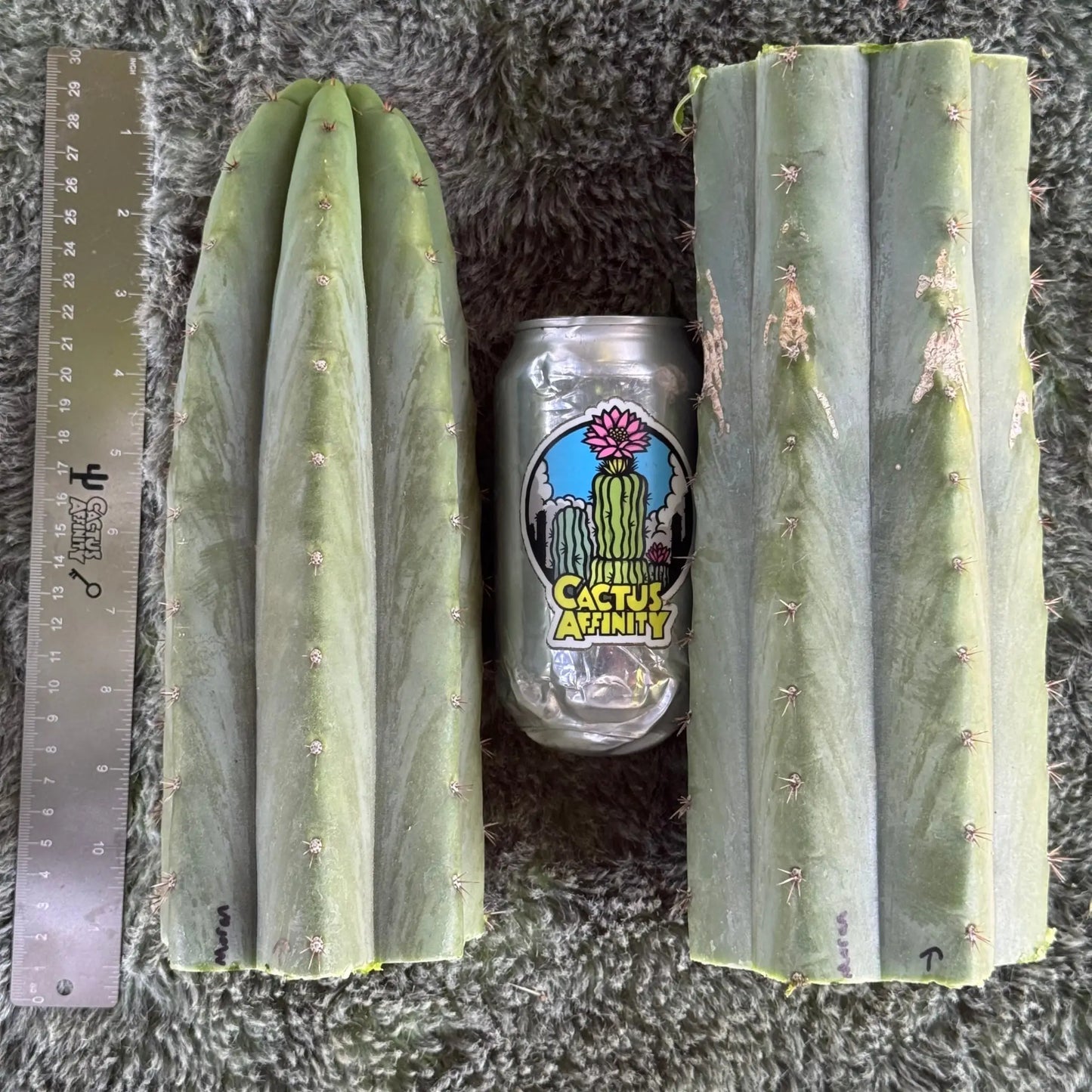 Moran - one 10” tip cutting - live cactus plant