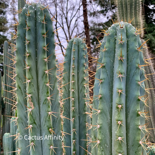 Ohlone - one 10” tip cutting - live cactus plant