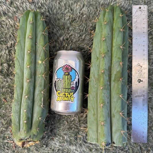 Ohlone - one 10” tip cutting - live cactus plant