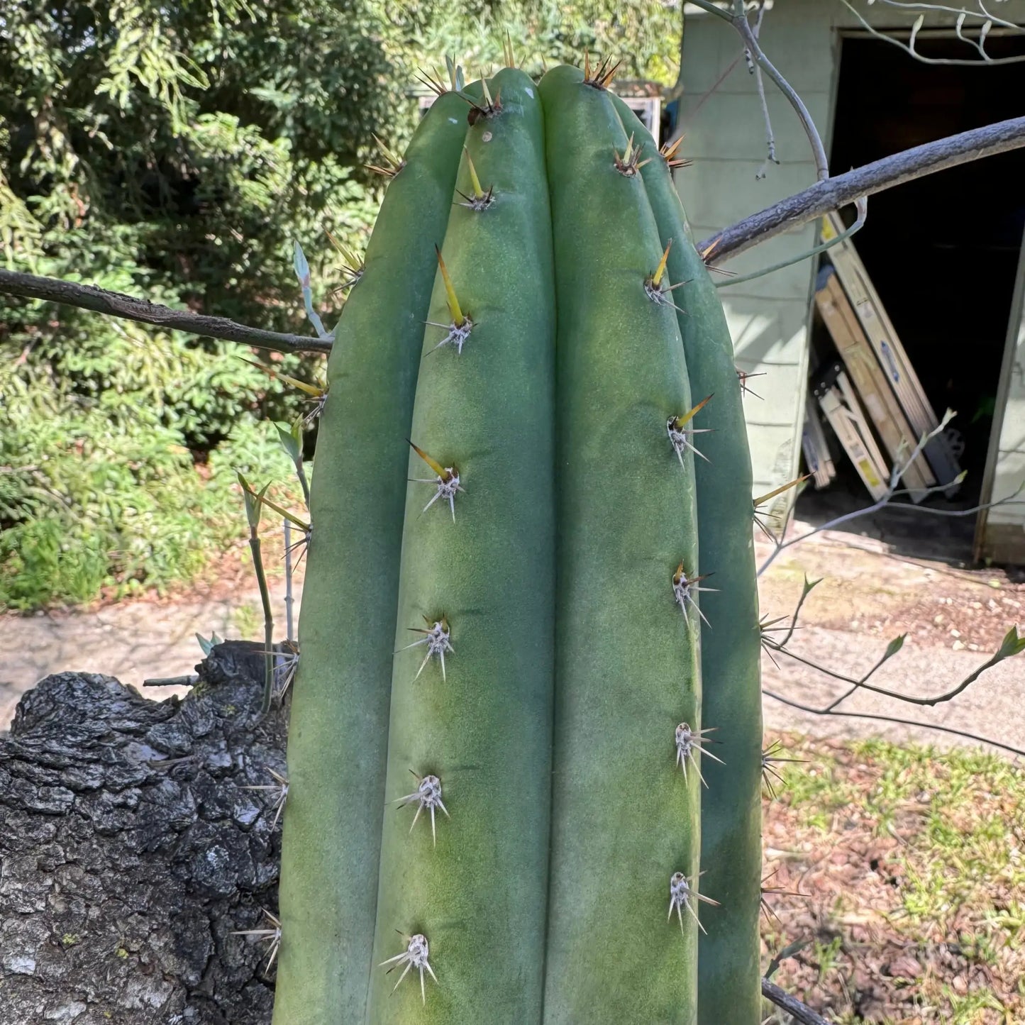 …otj - local pick up - large bare root cactus plant