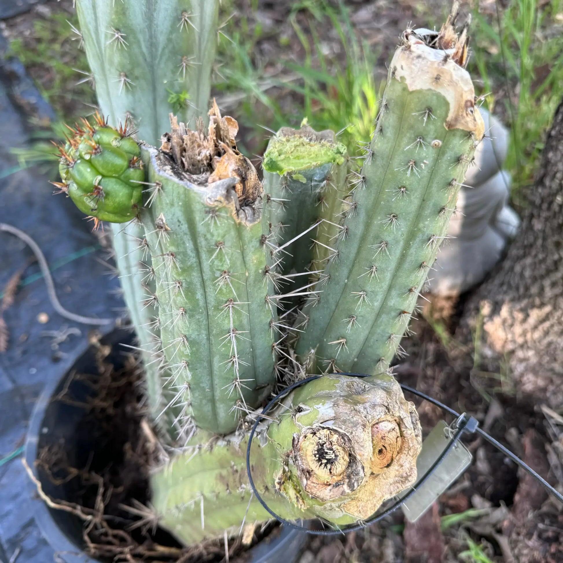 …otj - local pick up - large bare root cactus plant