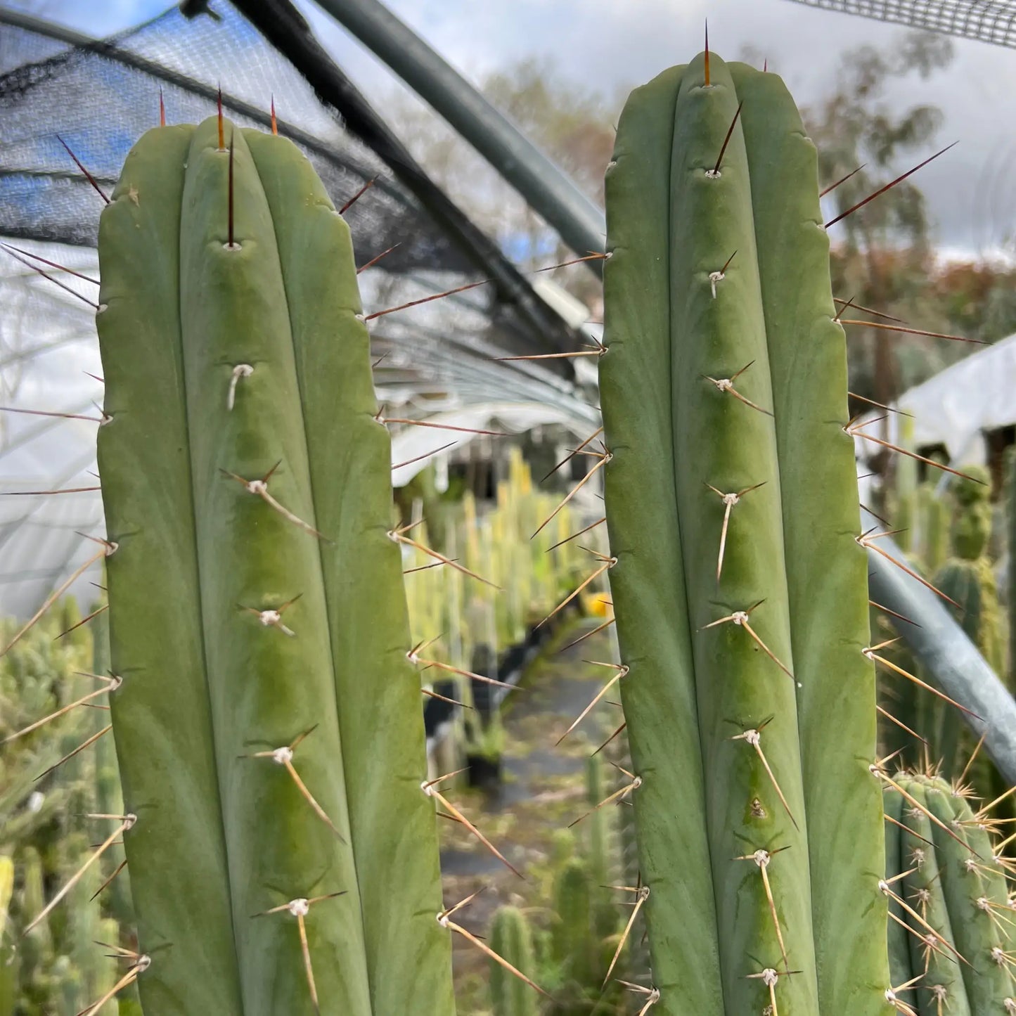 (…otj peru x Tom J’s Giant) SS02 - live cactus plant