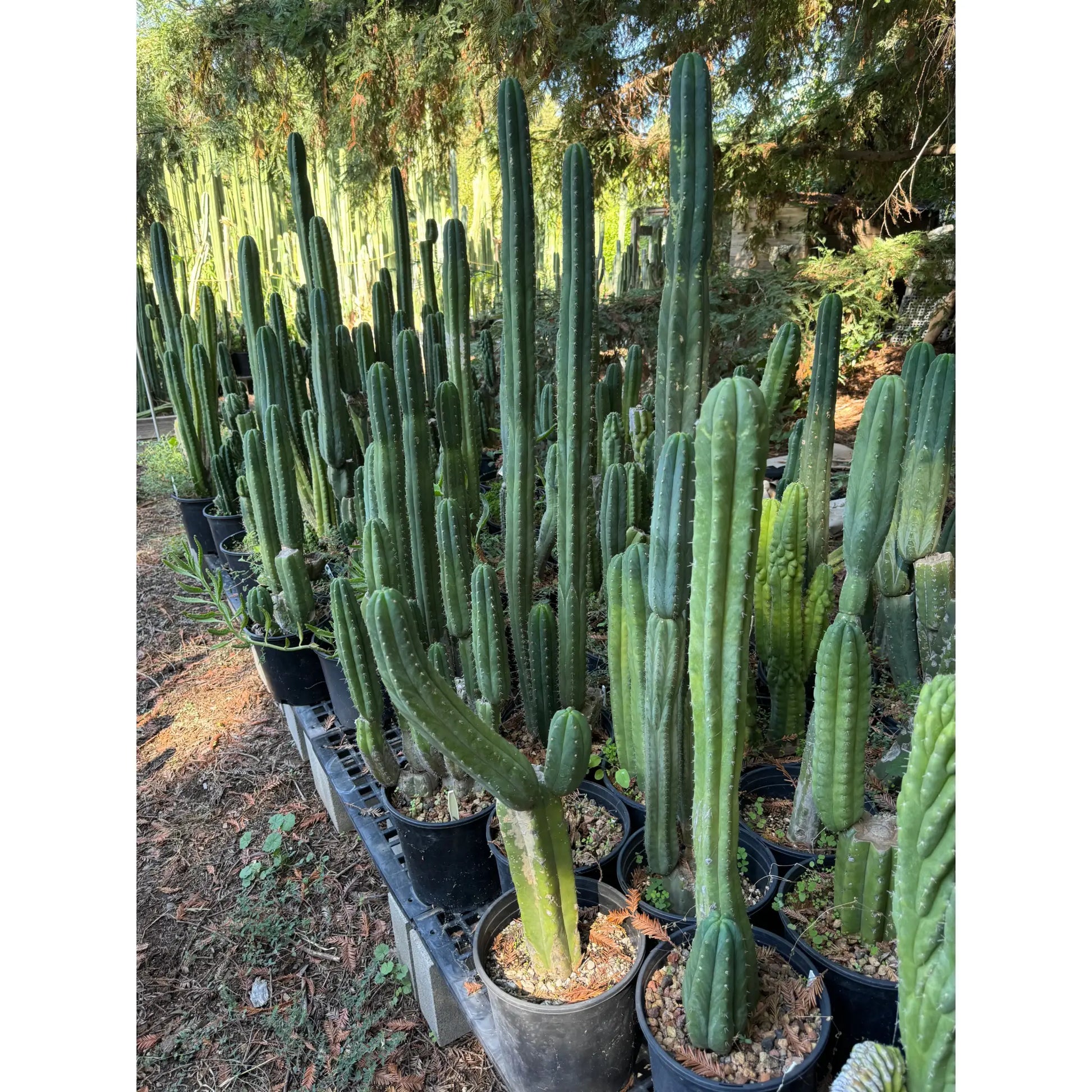 pach #2 pot - live cactus plant