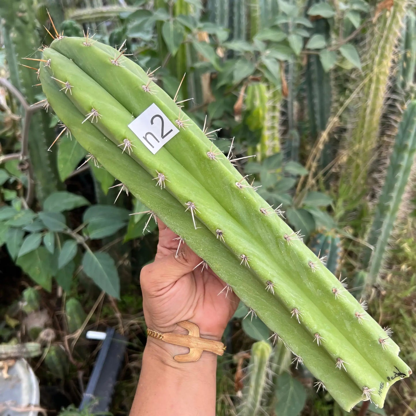 pach Hotel - n2 14” tip cut - live cactus plant