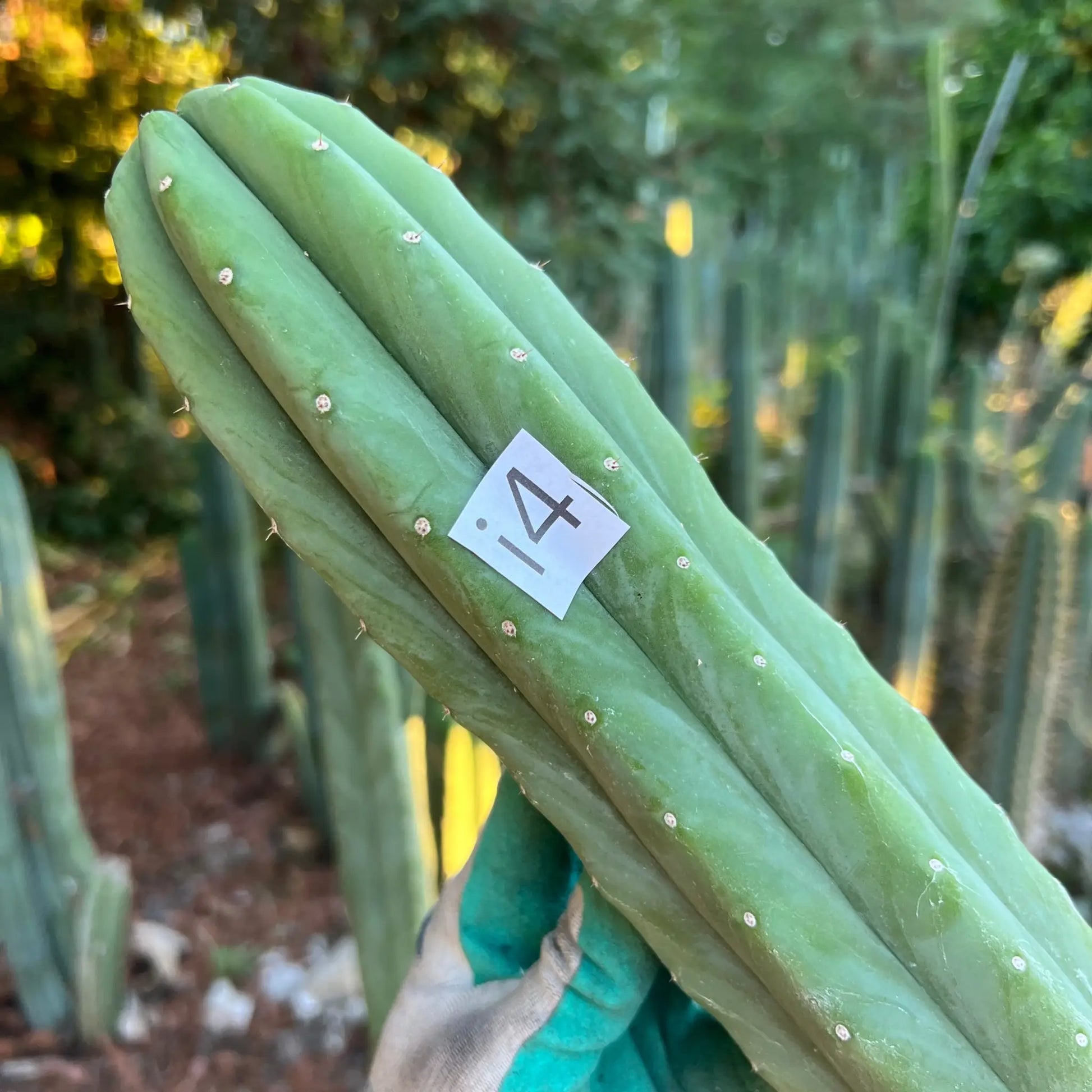 pach JS535 - i4 14” tip cut - live cactus plant