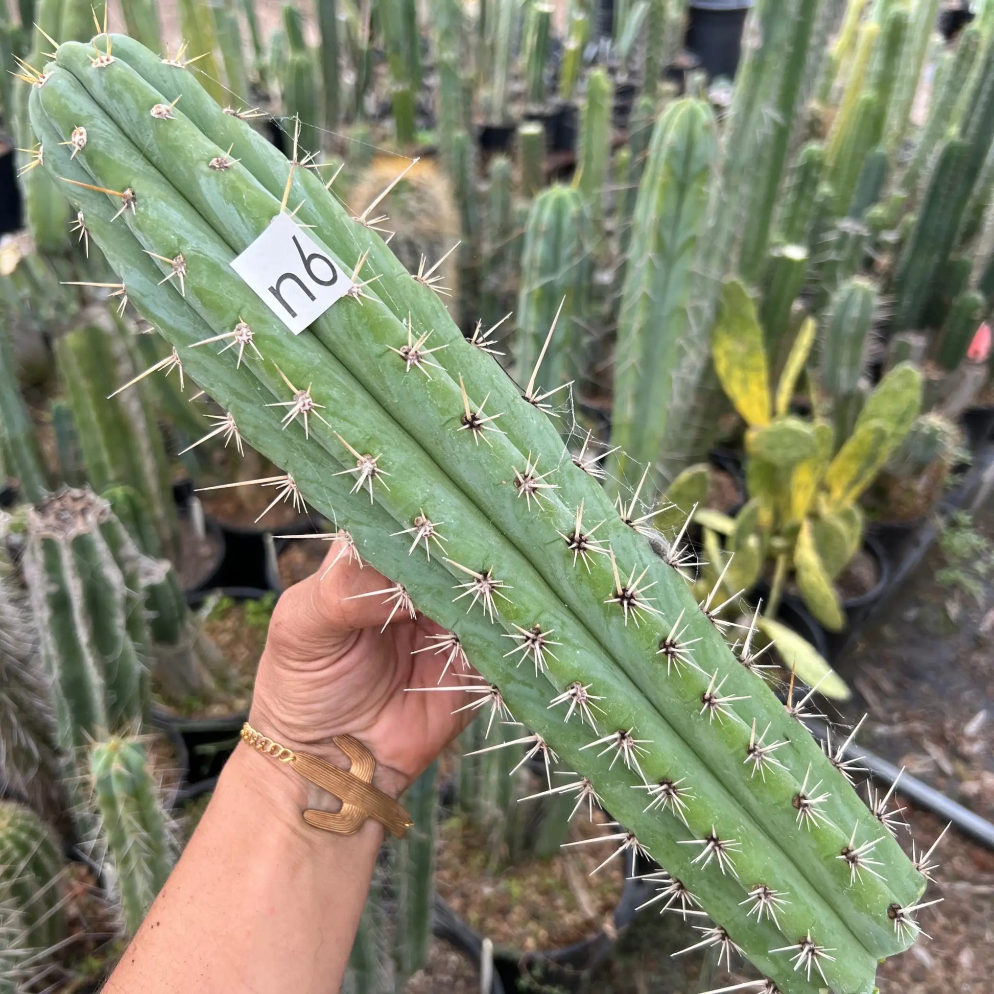 pach Rod OP - n6 14” tip cutting - live cactus plant