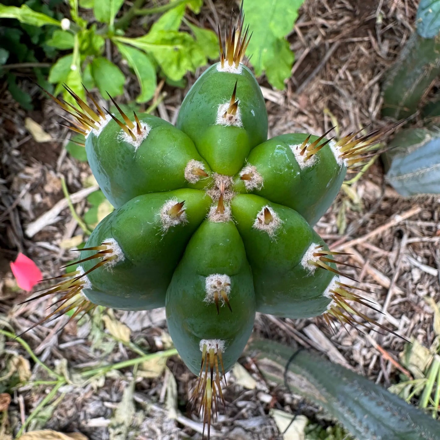 pallarensis FR676 - 10” tip cutting - live cactus plant