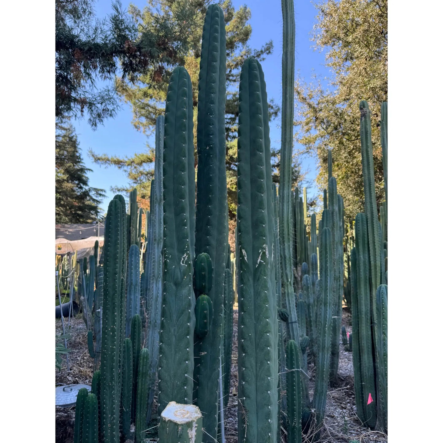 pallarensis x bridge - live cactus plant