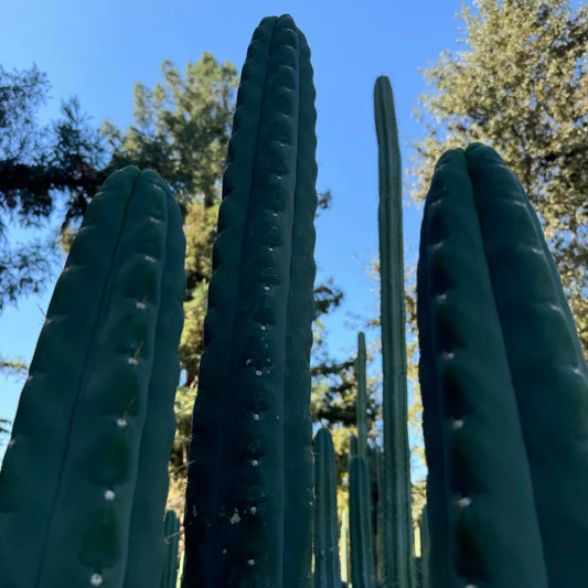 pallarensis x bridge - live cactus plant