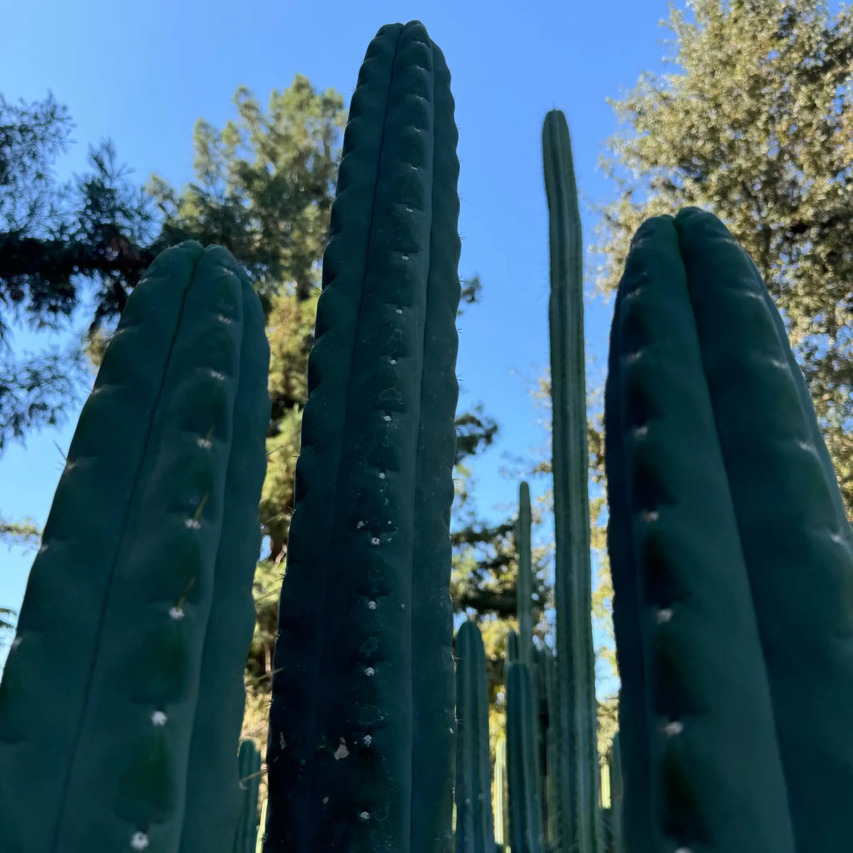 pallarensis x bridge - live cactus plant