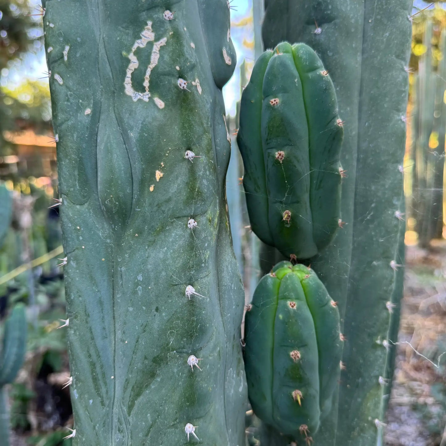 pallarensis x bridge - live cactus plant