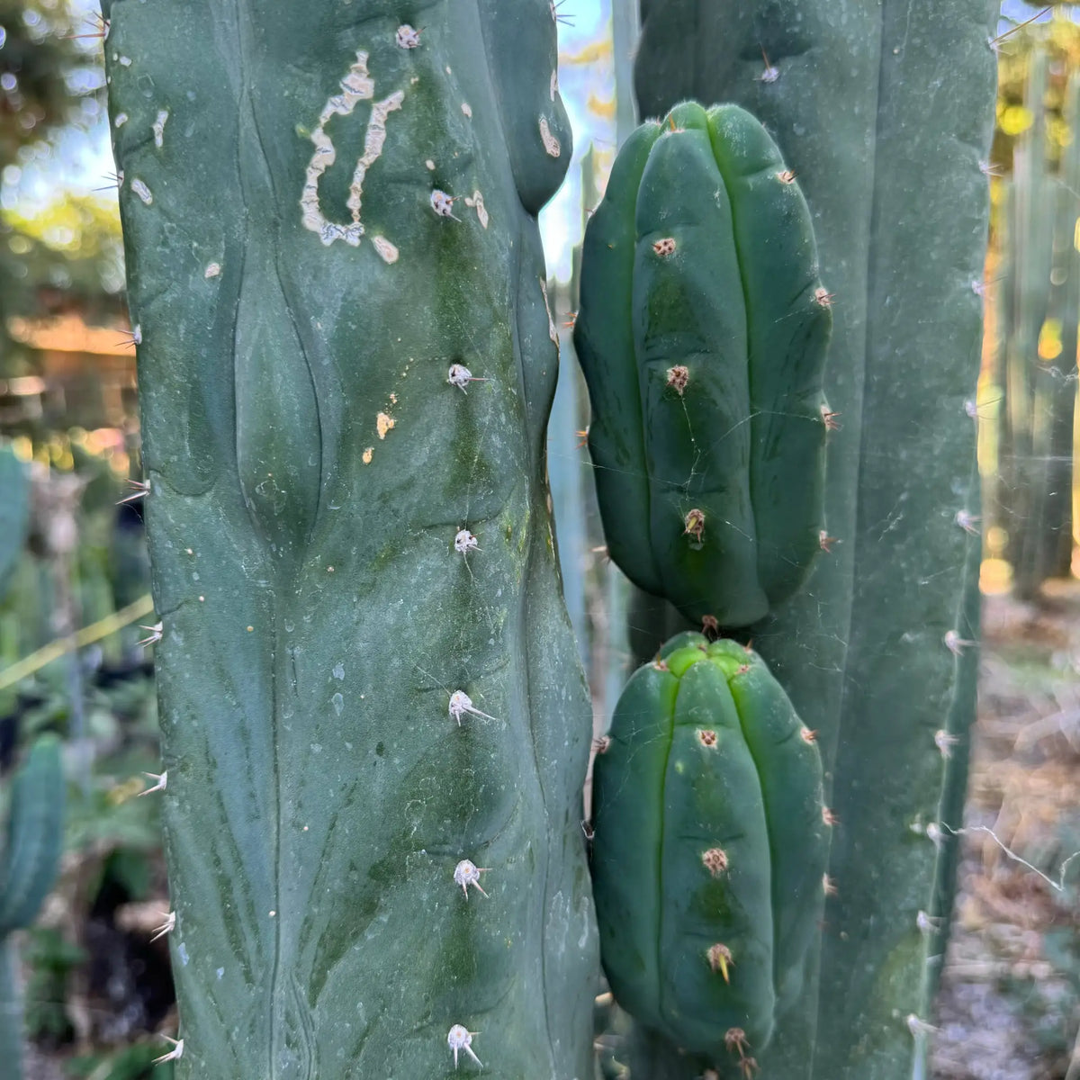 pallarensis x bridge - live cactus plant