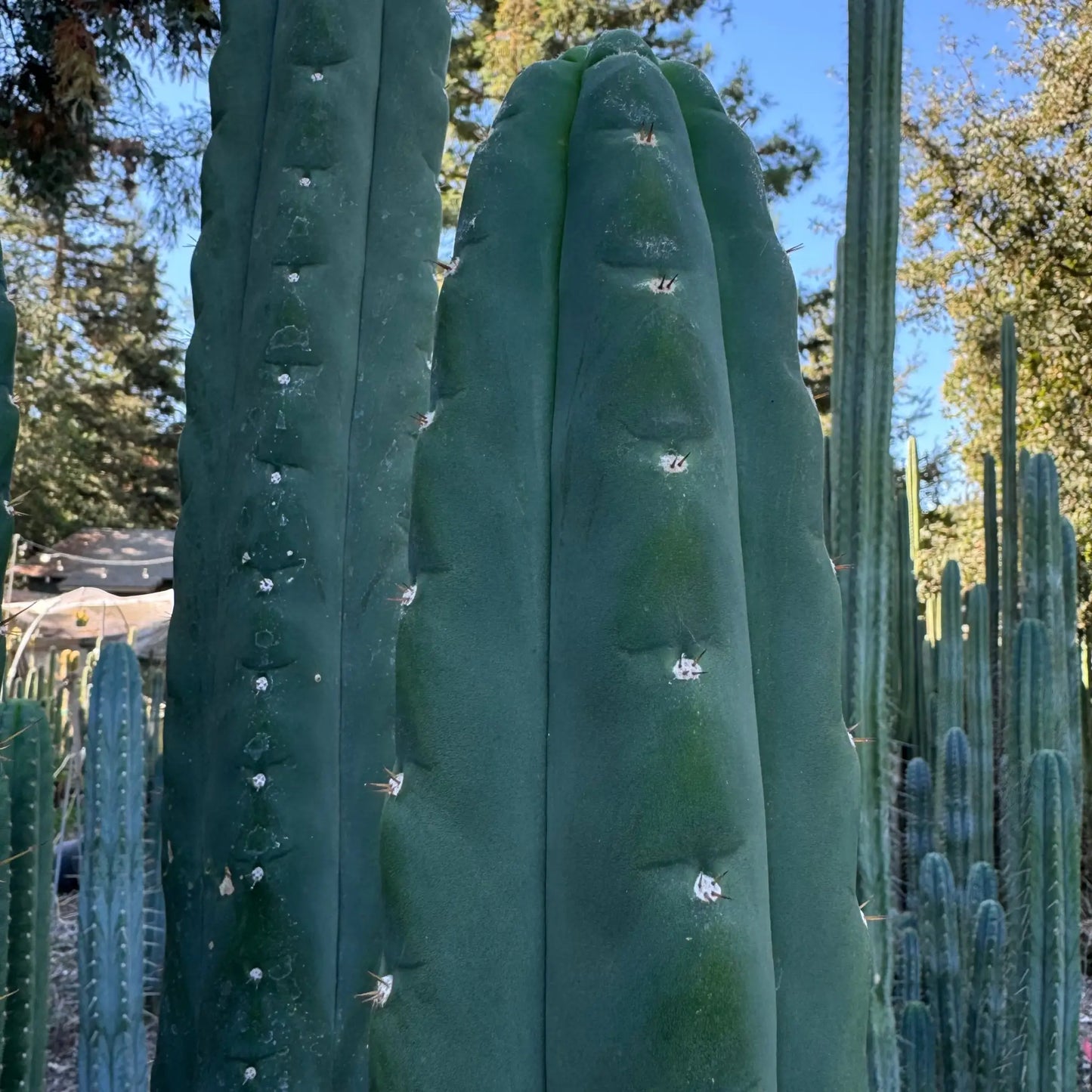 pallarensis x bridge - live cactus plant