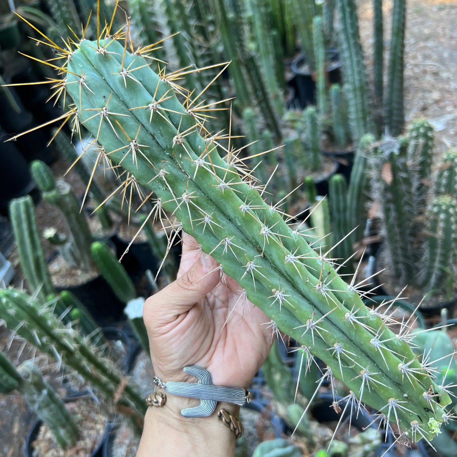 PC x KSG - 12” tip cut - live cactus plant