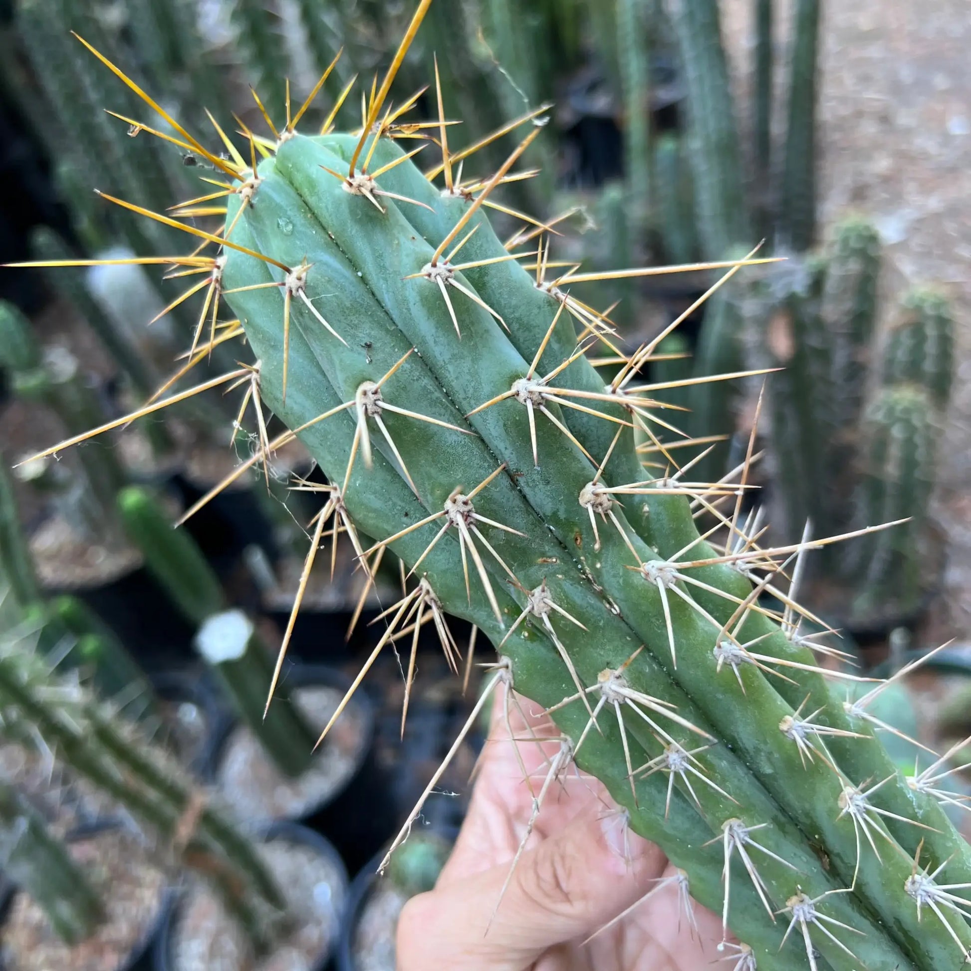 PC x KSG - 12” tip cut - live cactus plant