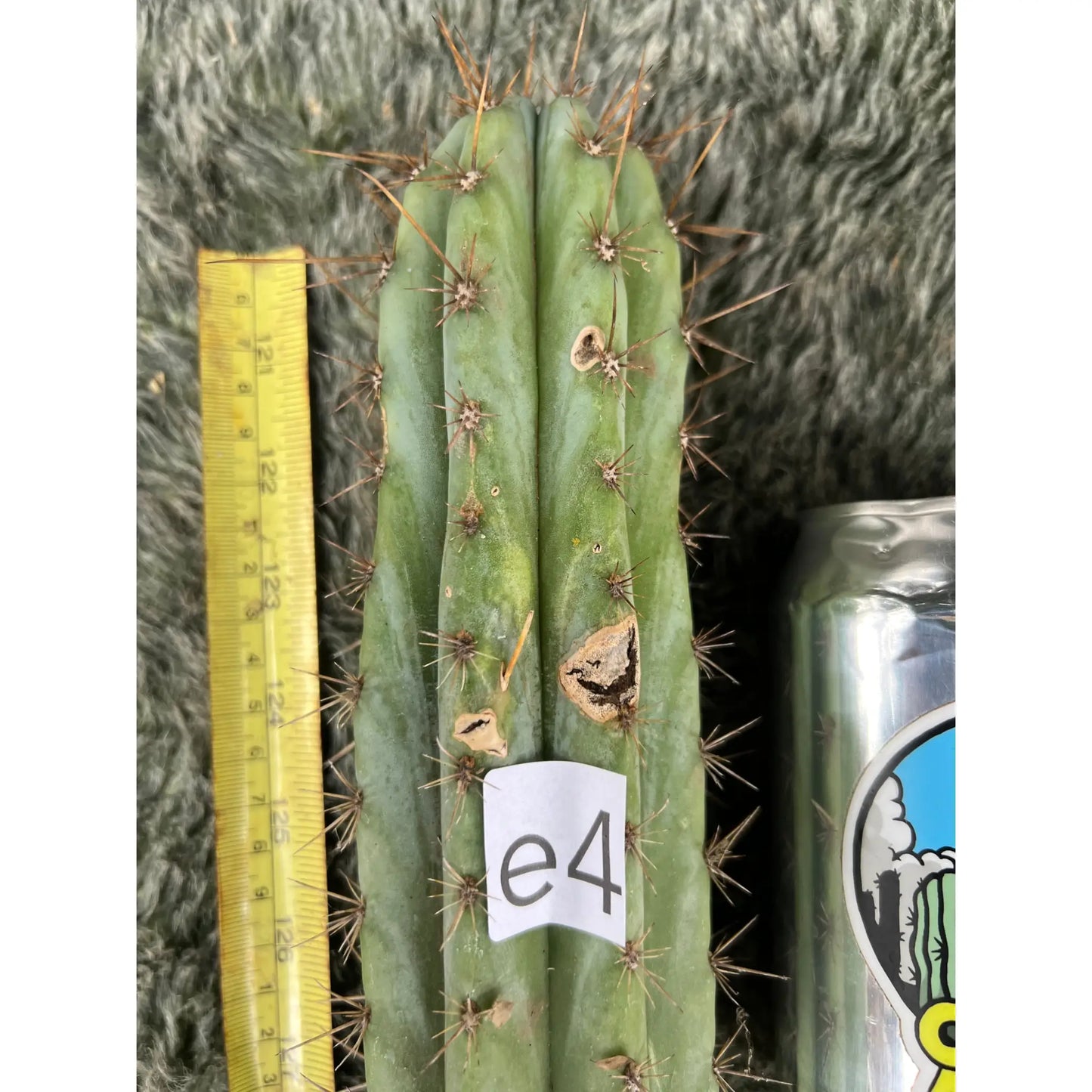 peru Rio Lurin - e4 10” tip cut - live cactus plant