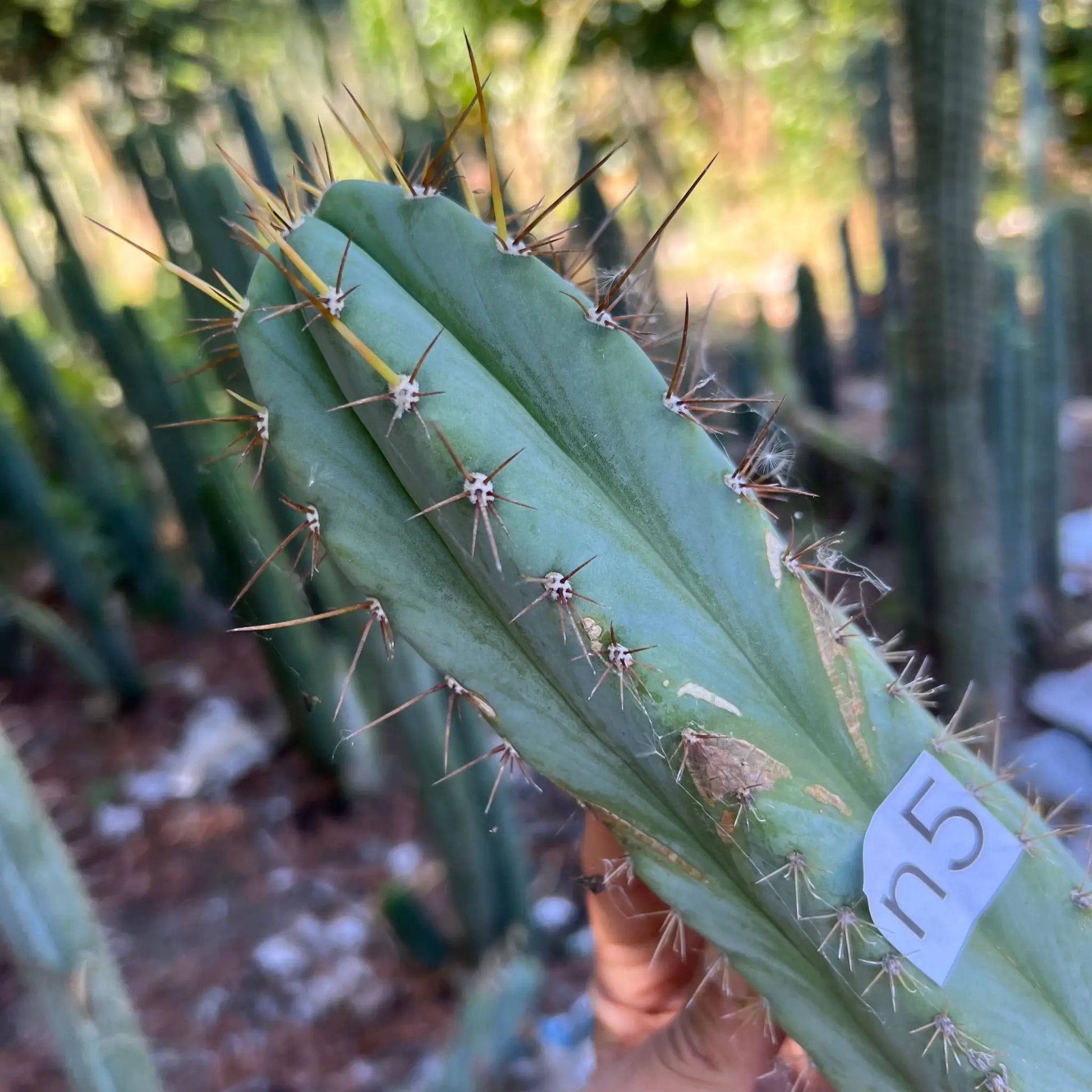 peru SBP - n5 11” tip cut - live cactus plant