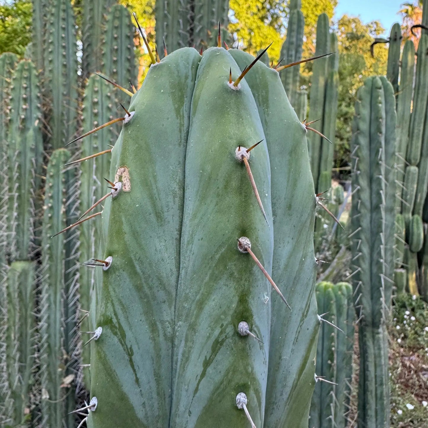 peru x TJG - live cactus plant