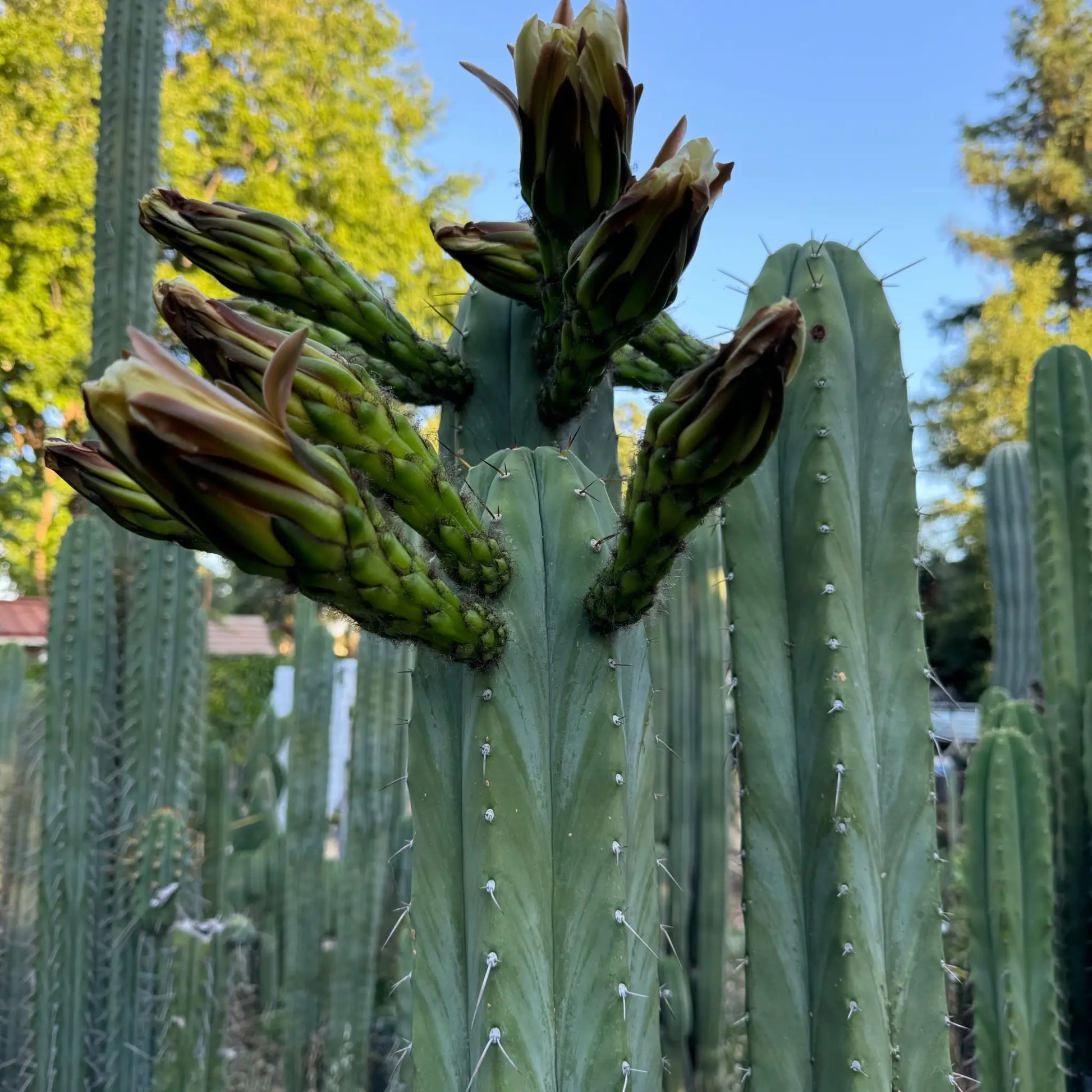 peru x TJG - live cactus plant