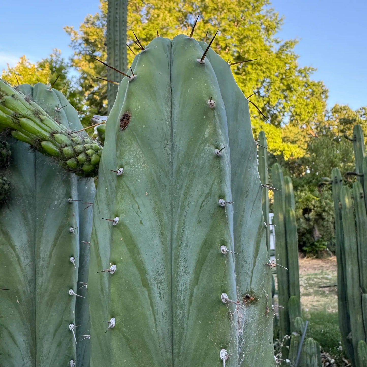 peru x TJG - live cactus plant