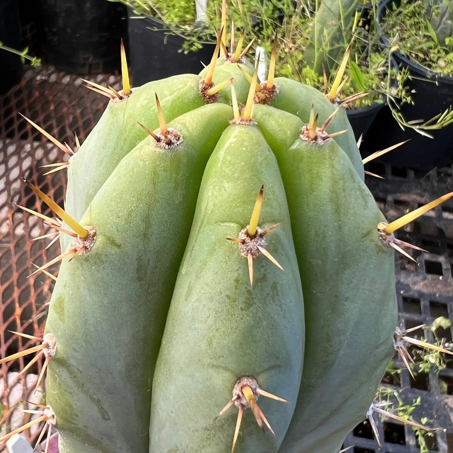 Pomolargo - o9 14” tip cutting - live cactus plant