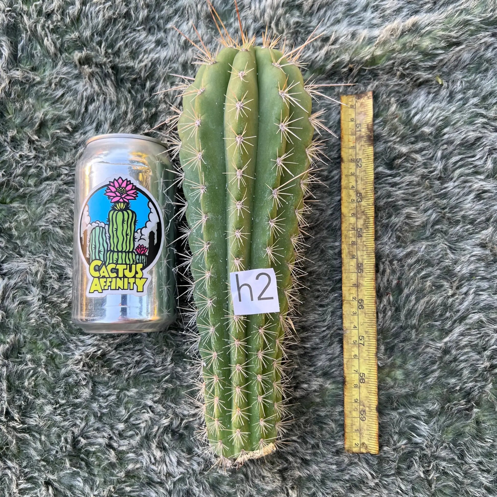 Poot’s validus - h2 10” tip cut - live cactus plant