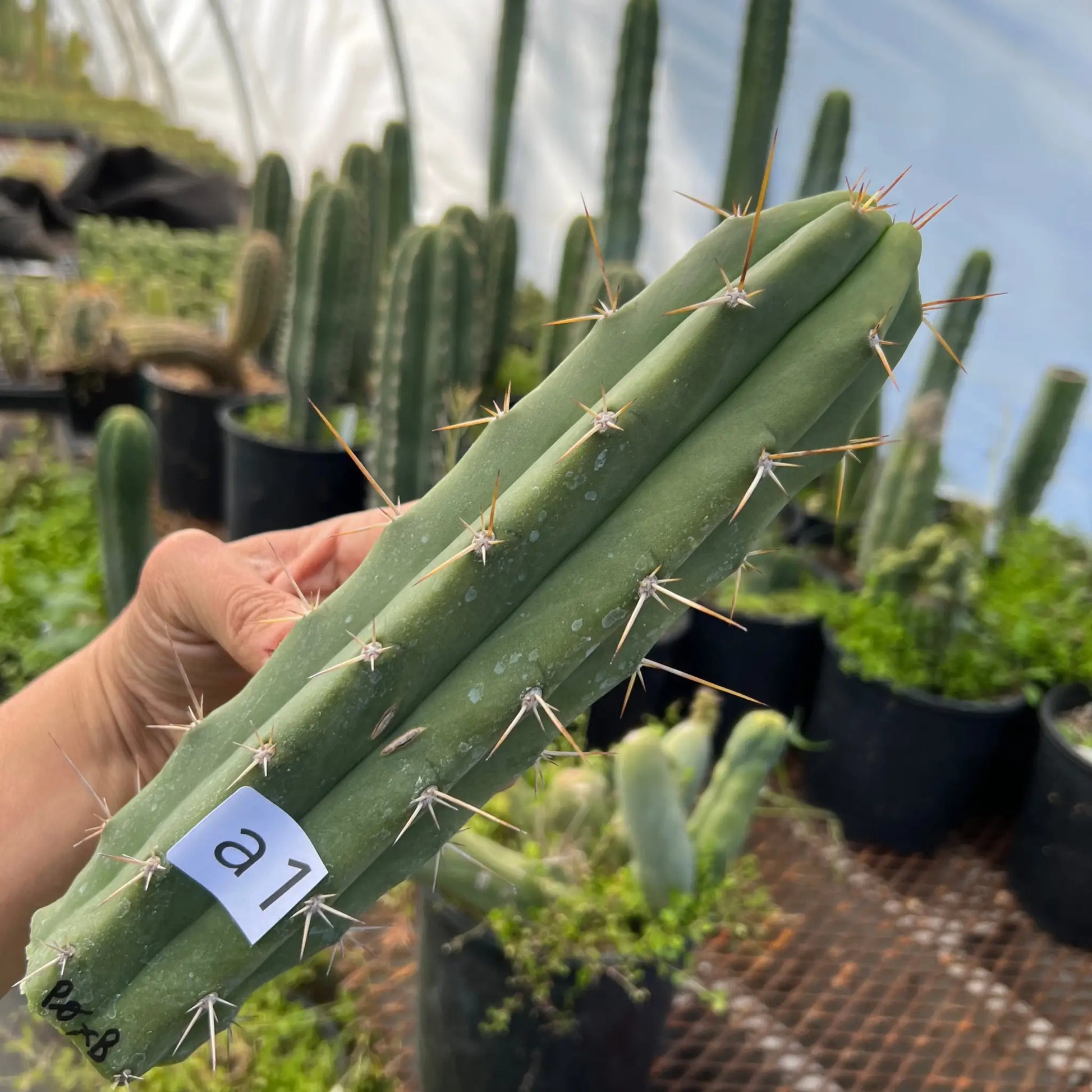Psycho0 x Ben - a1 10” tip cut - live cactus plant