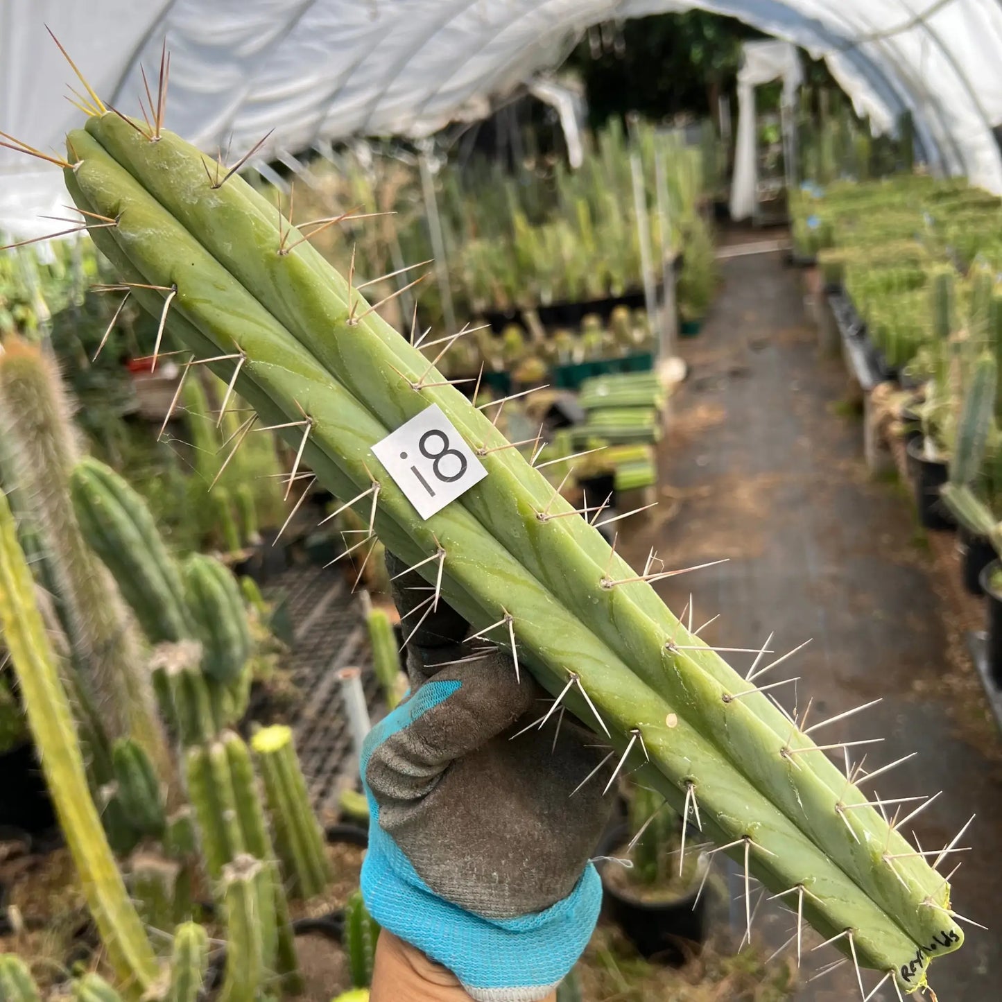 Reynold’s bridge - i8 14” tip cut - live cactus plant