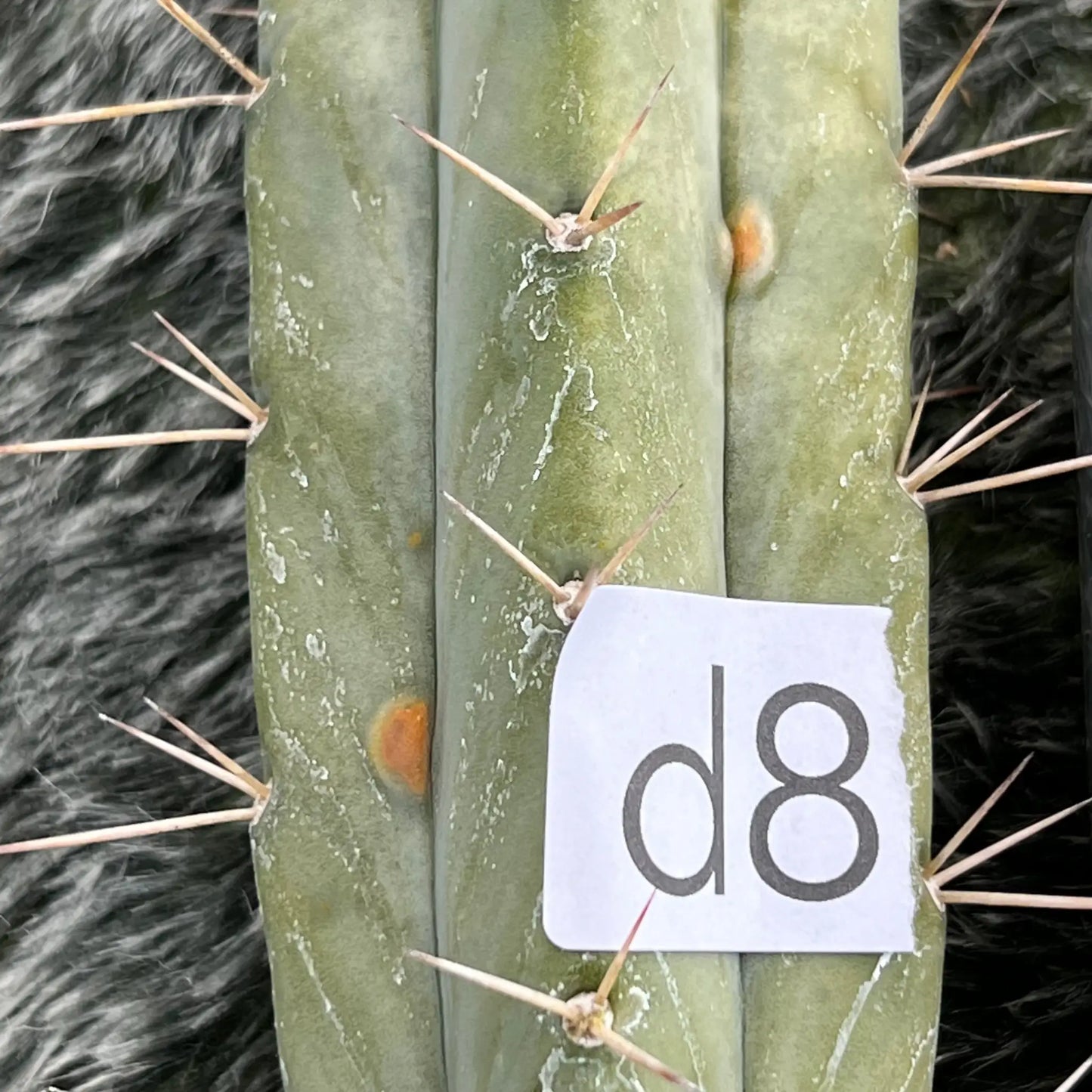 Reynold’s bridge - i8 14” tip cut - live cactus plant