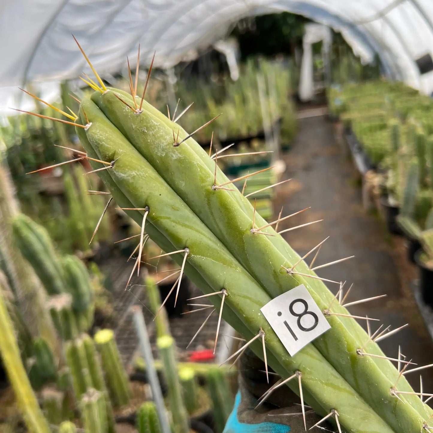 Reynold’s bridge - i8 14” tip cut - live cactus plant
