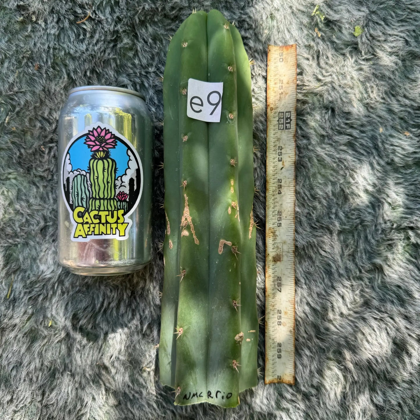 riomizquensis from NMCR - live cactus plant
