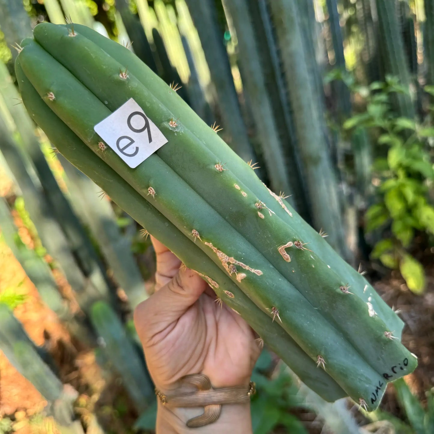 riomizquensis from NMCR - e9 10” tip cutting - live