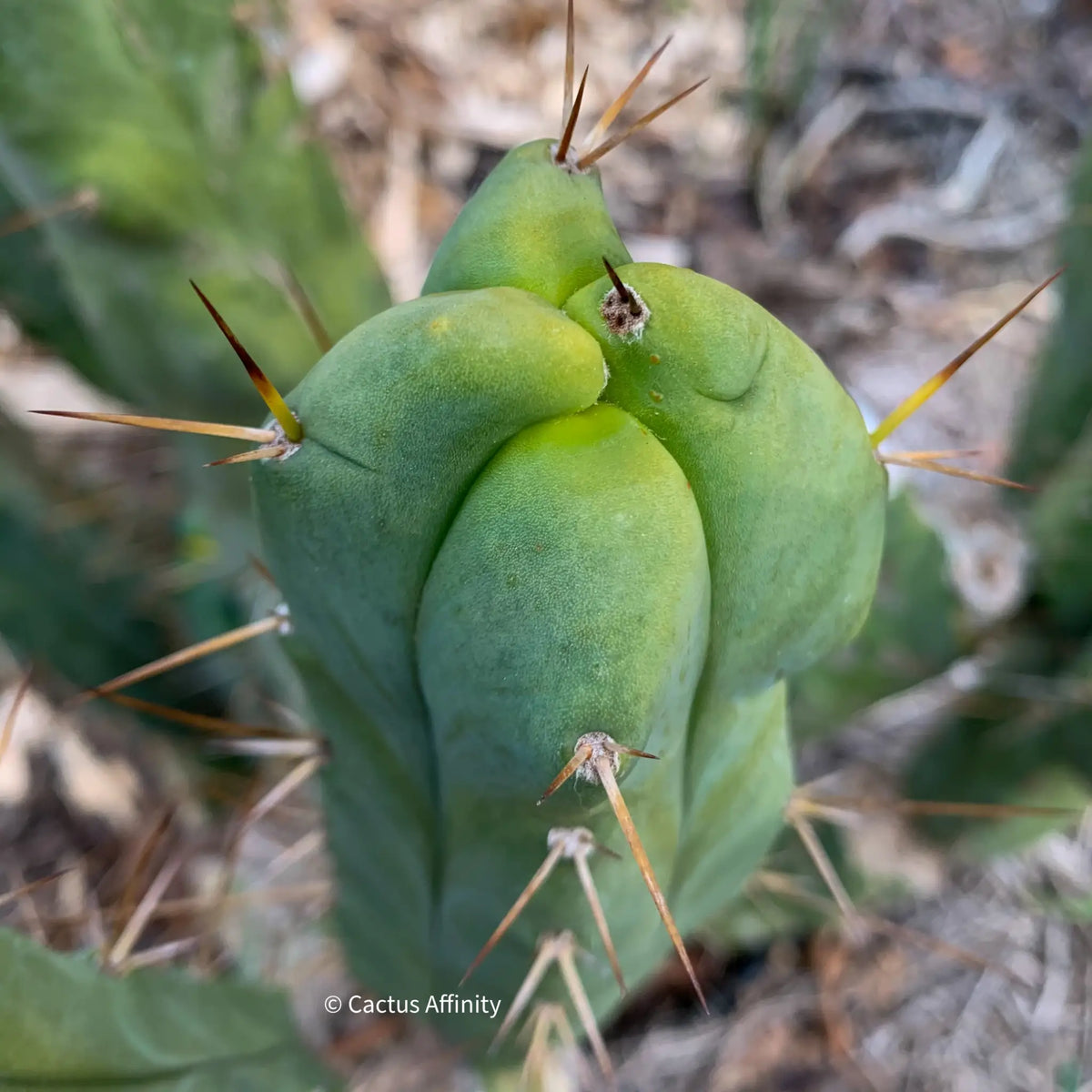 RS0005 - live cactus plant