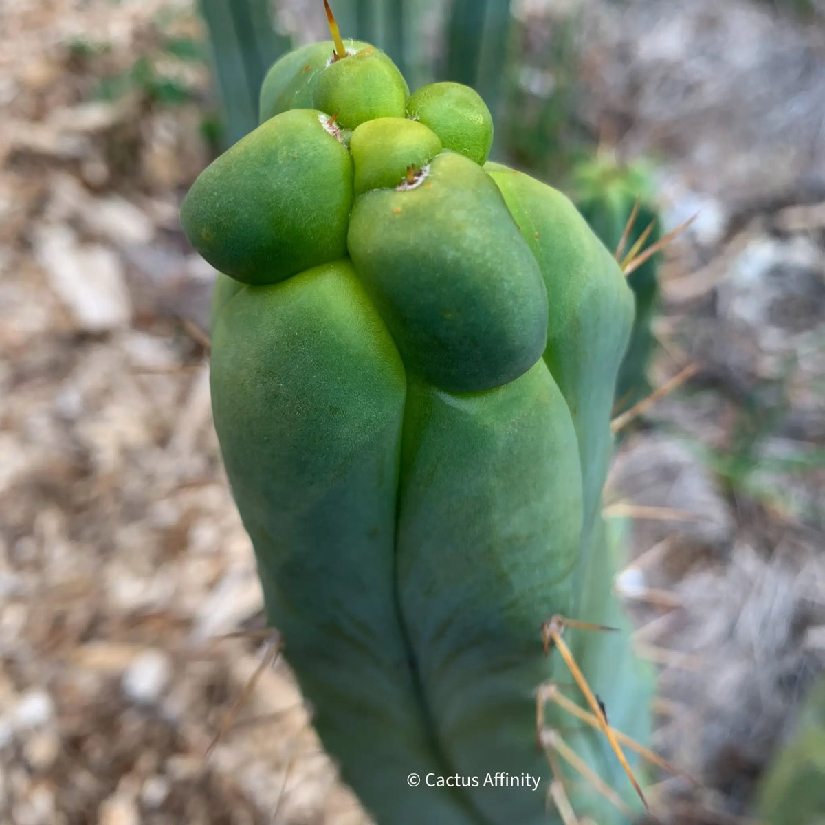 RS0005 - live cactus plant