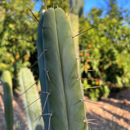 RSB - live cactus plant