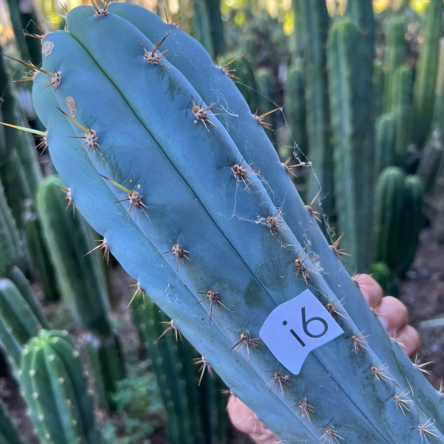 RSfat4 - i4 14” tip cut - live cactus plant
