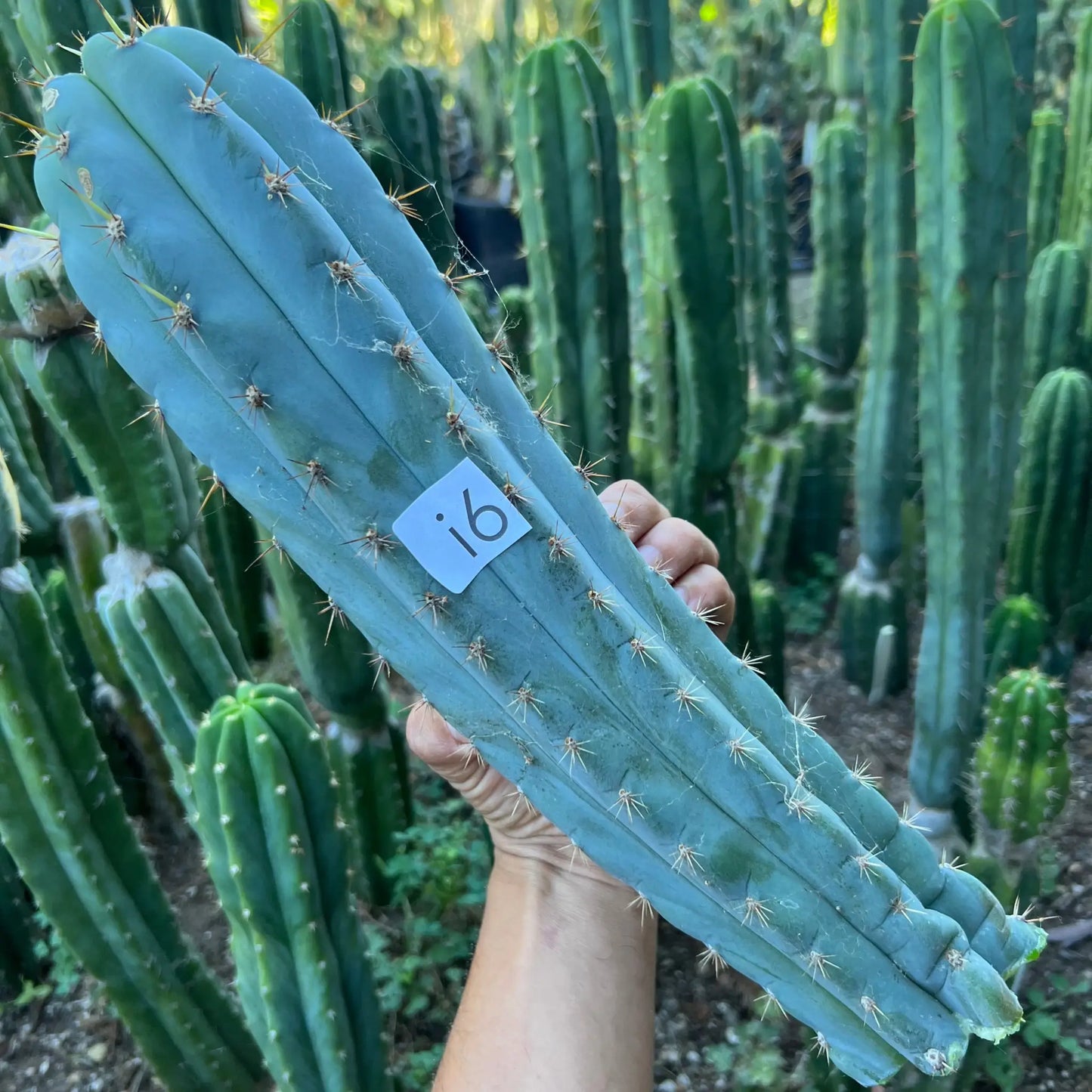RSfat4 - i4 14” tip cut - live cactus plant