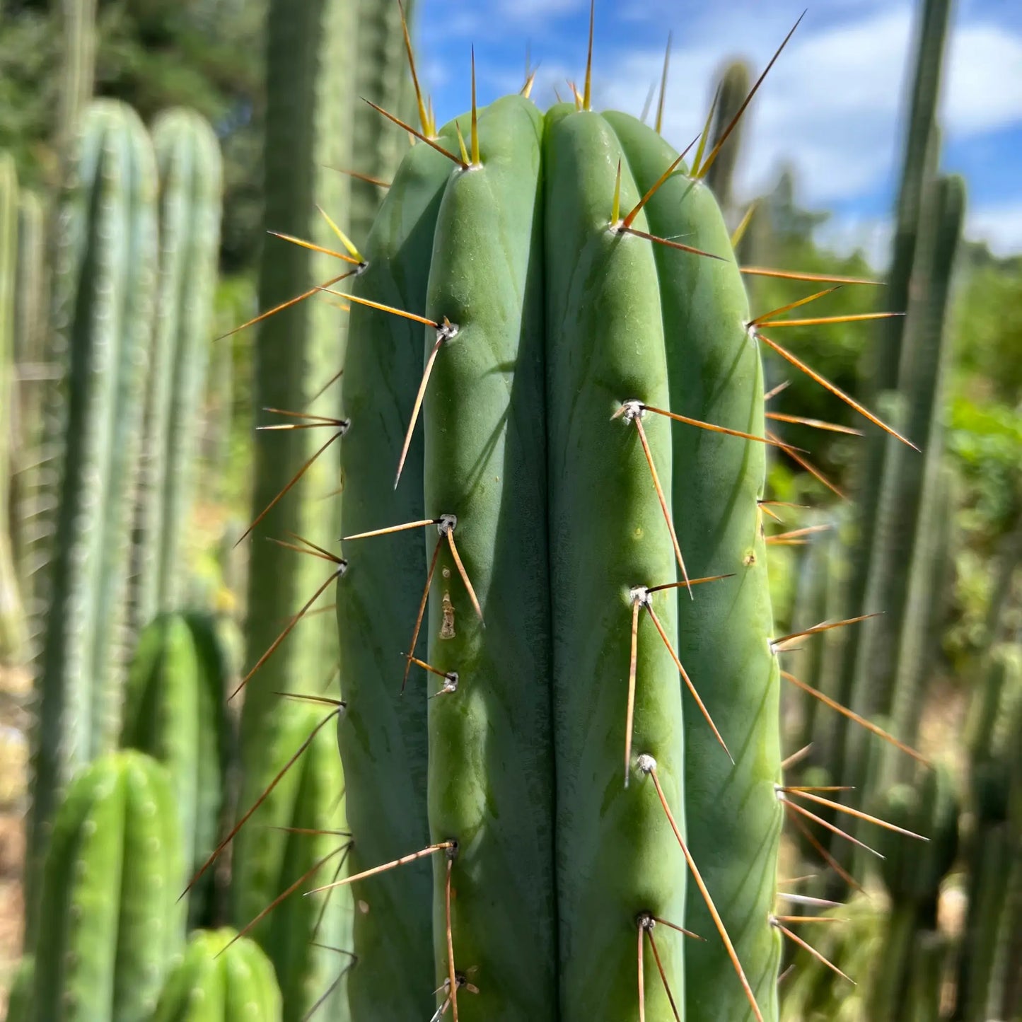 SCG06 - 14” tip cut - live cactus plant