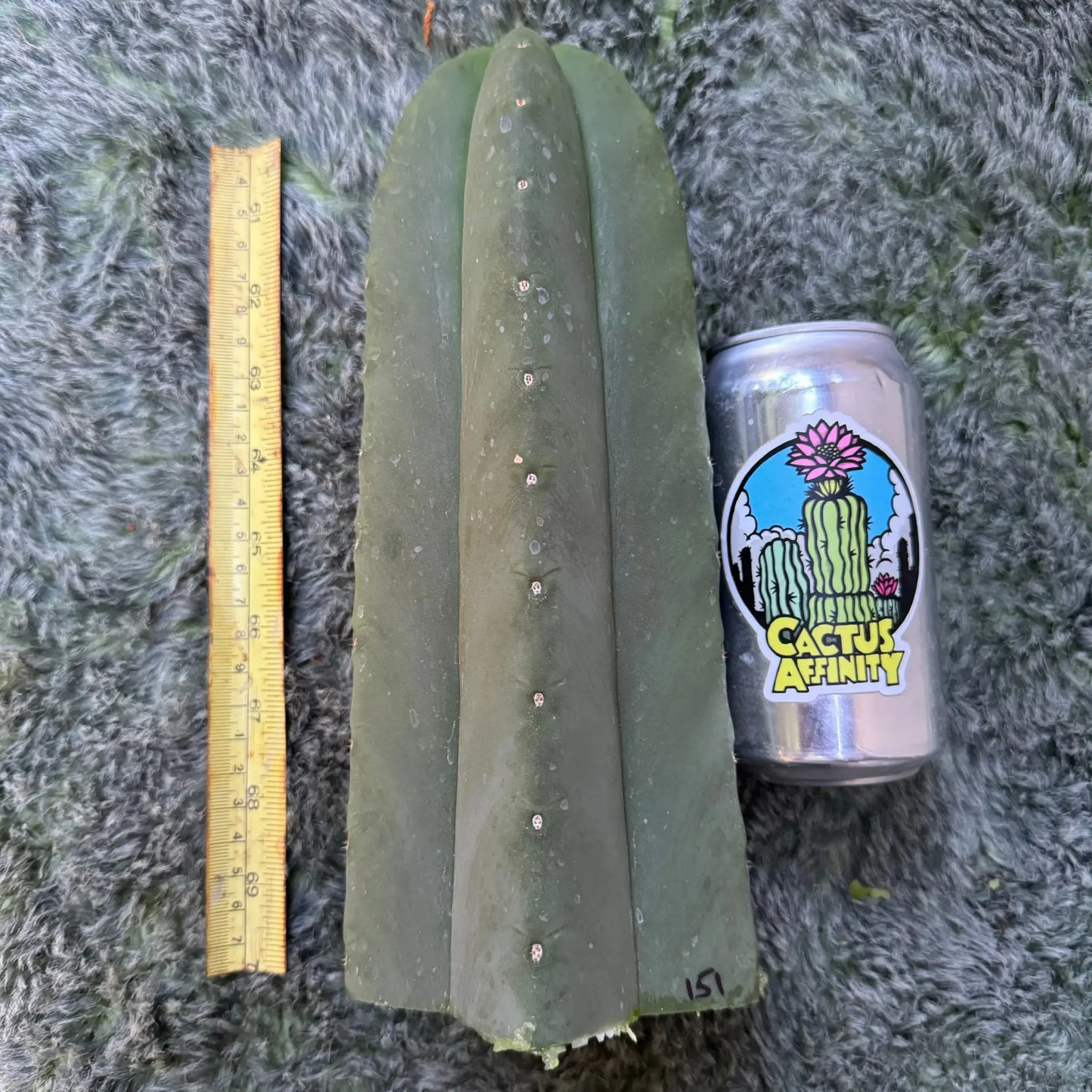scop FR991 JS151 - one 10” tip cutting - live cactus plant