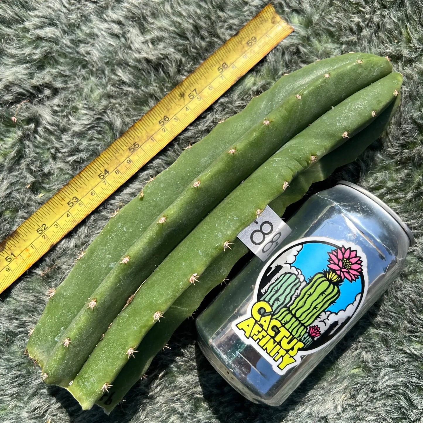 scop x sharxx blue - r8 10” tip cutting - live cactus plant