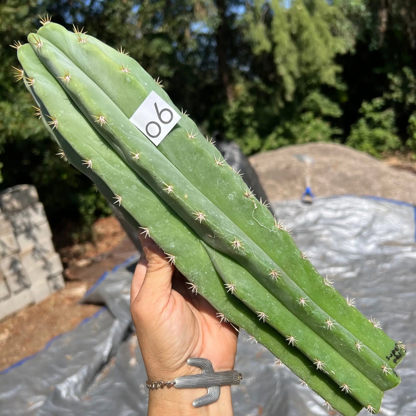 scop x super pedro - o6 14” tip cutting - live cactus plant